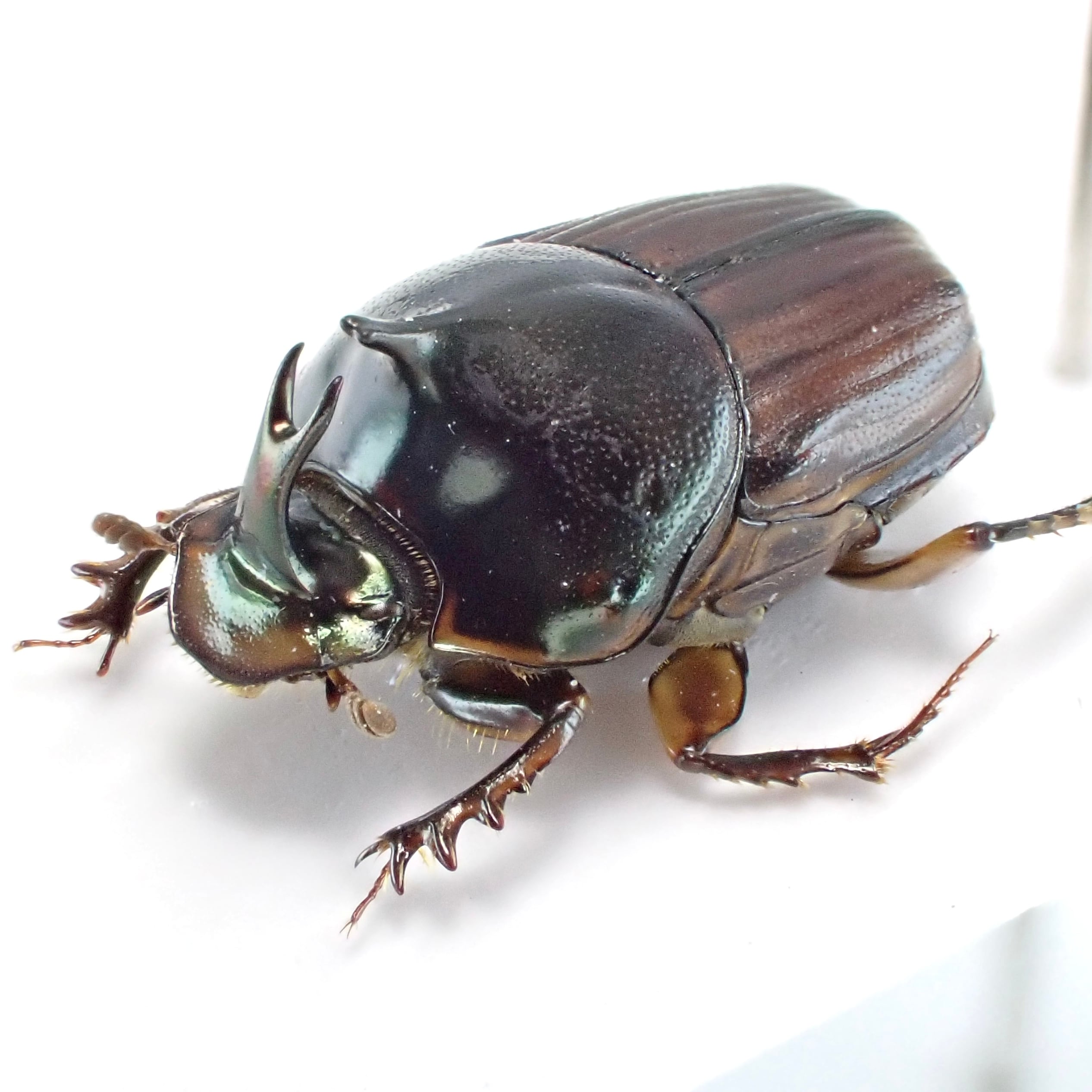 ラオス産 Liatongus vertagus ♂ 9mm | 昆虫標本 Diggers & Rollers