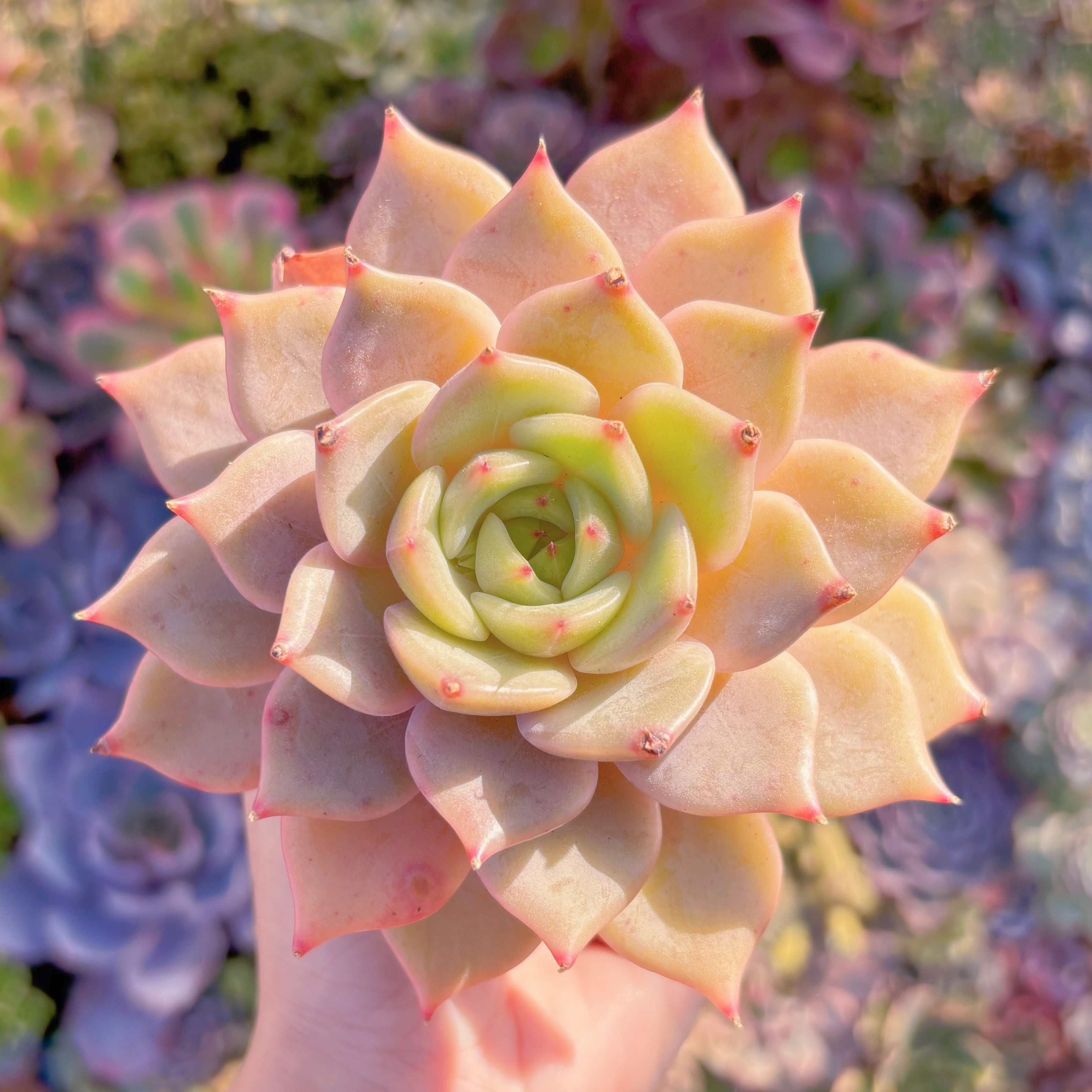 現品　ローラxエボニー#F021　希少　るる農園