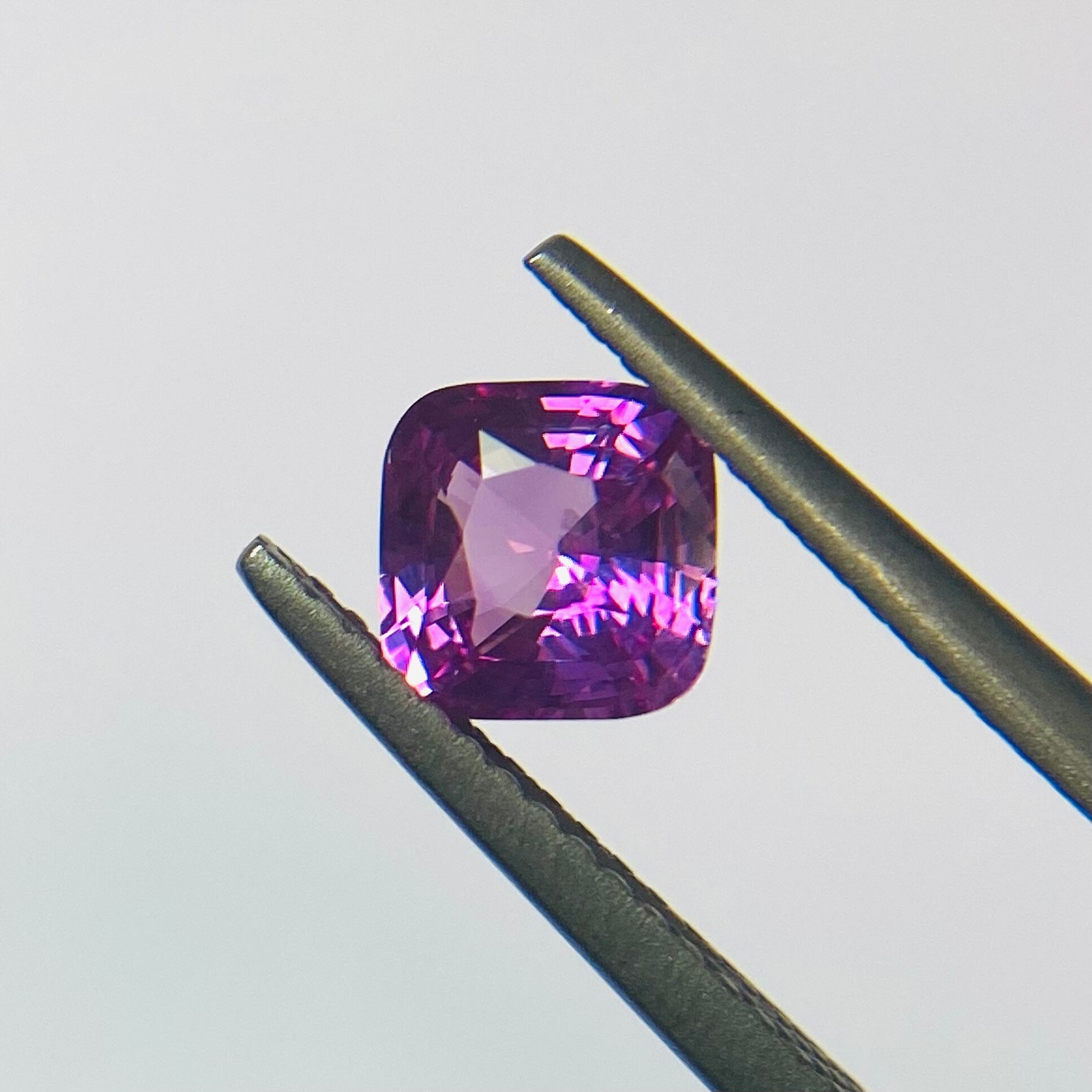 秘蔵っ子 モテピンクサファイア