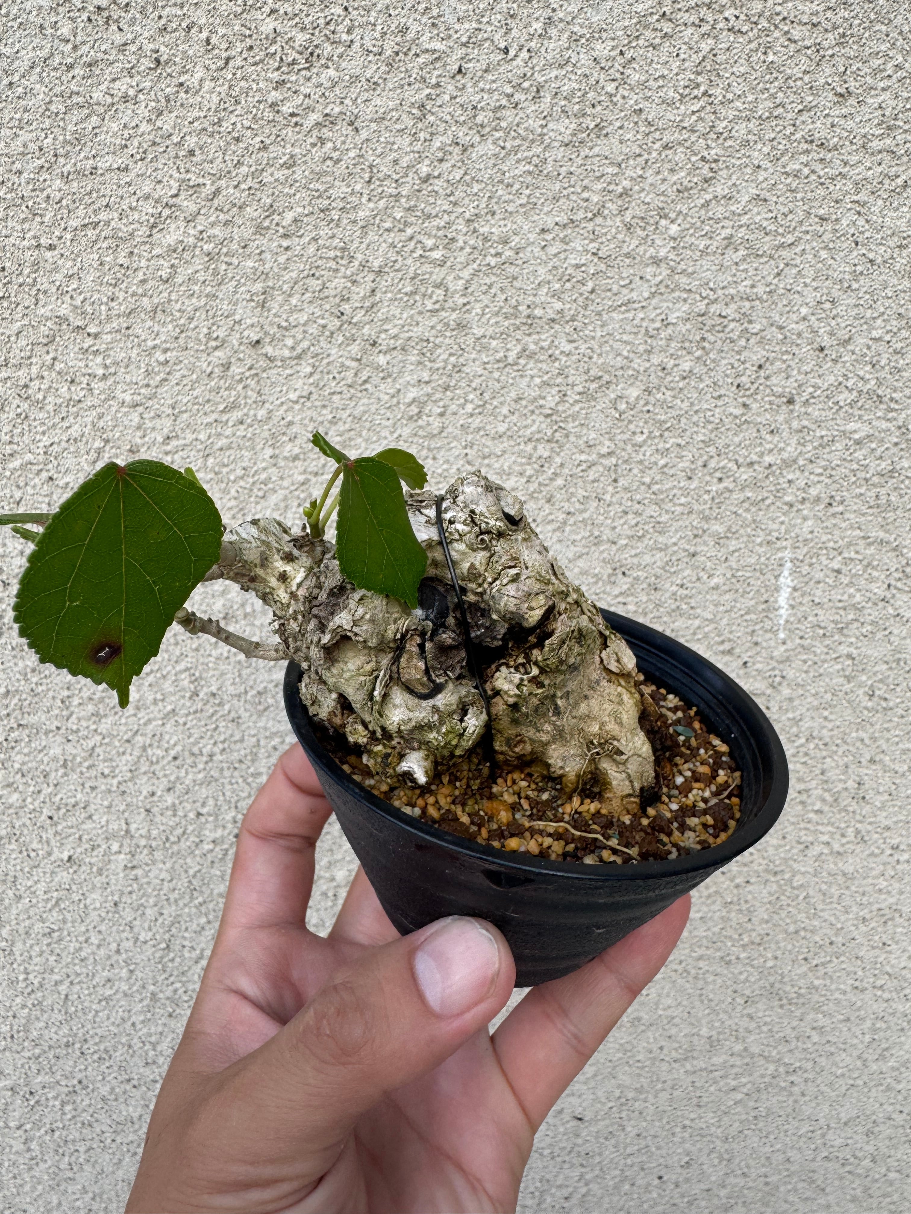 琉球盆栽】Talipariti tiliaceum 【ユウナ / オオハマボウ】初心者向け