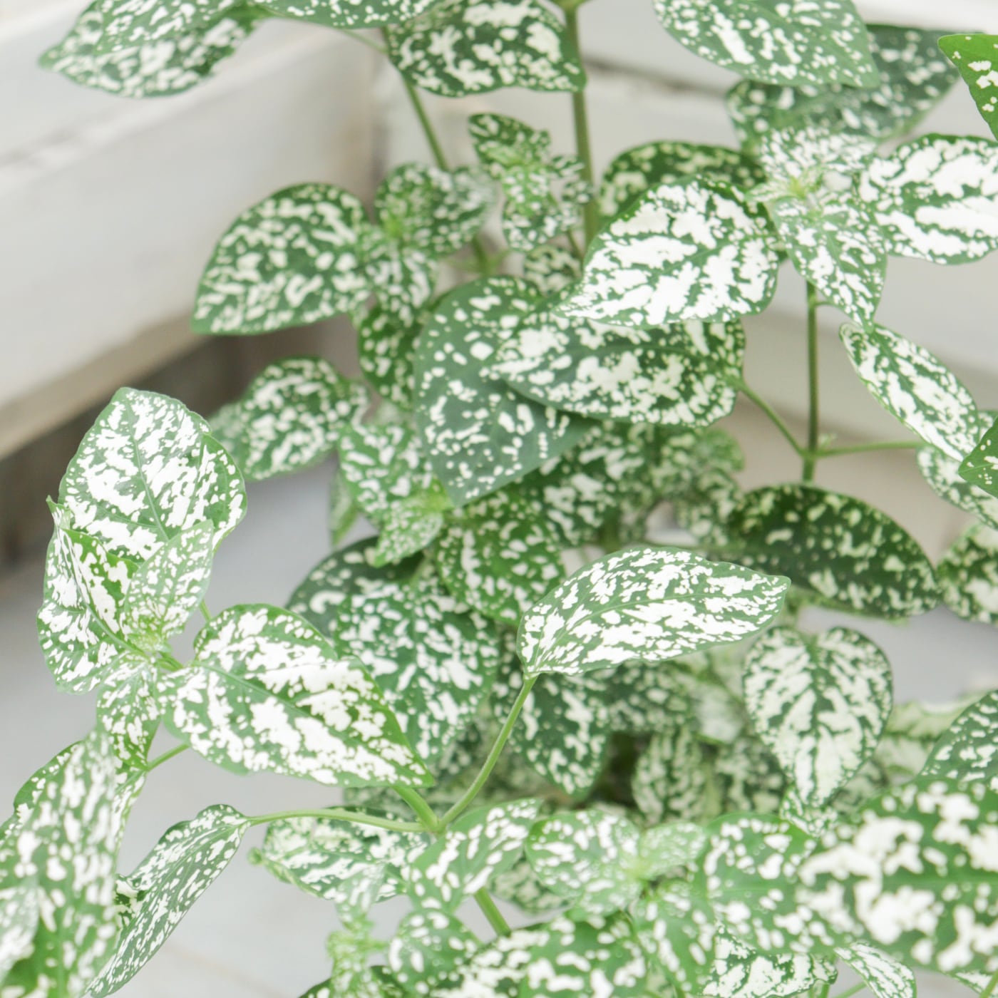 Green heartꕥオンラインショップ