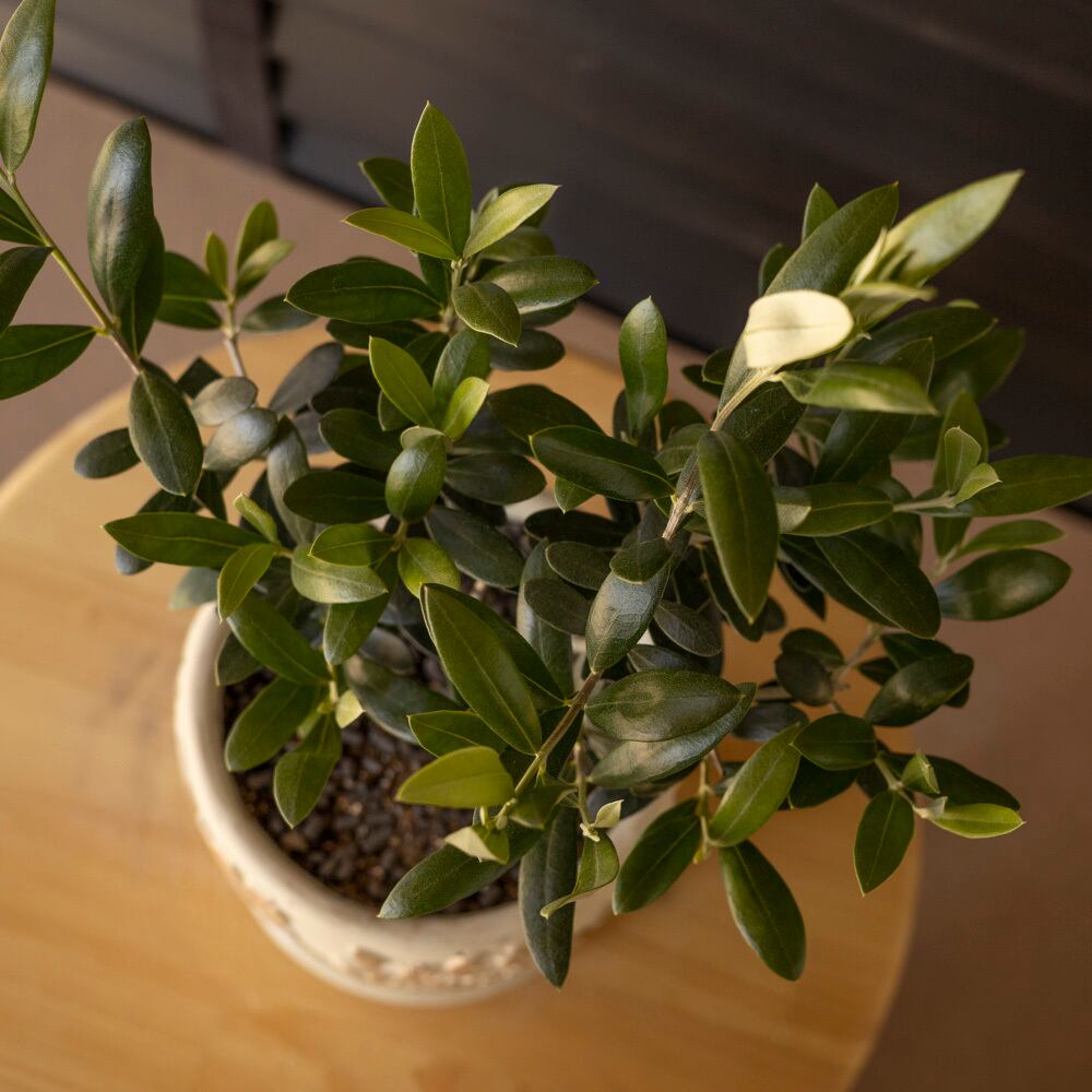 母の日プレゼント♪ Olive オリーブの木 アルベキーナ オリーブ 観葉