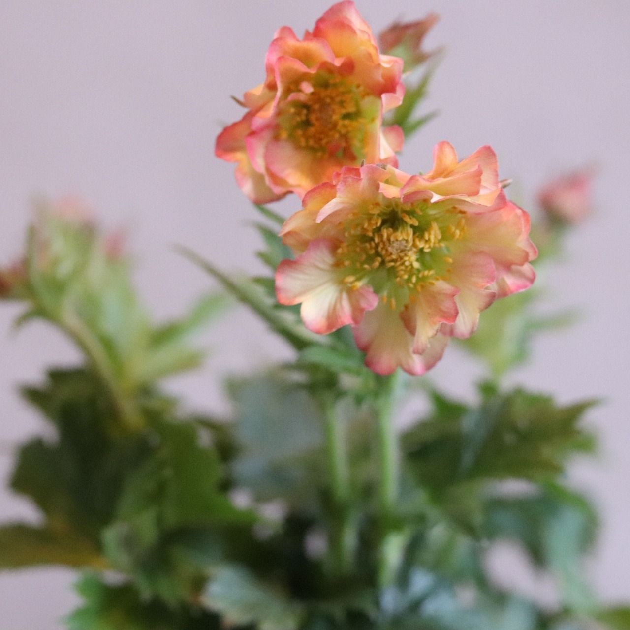 ゲウムプリティーコートピーチ　お庭にオススメ　アプリコットカラー