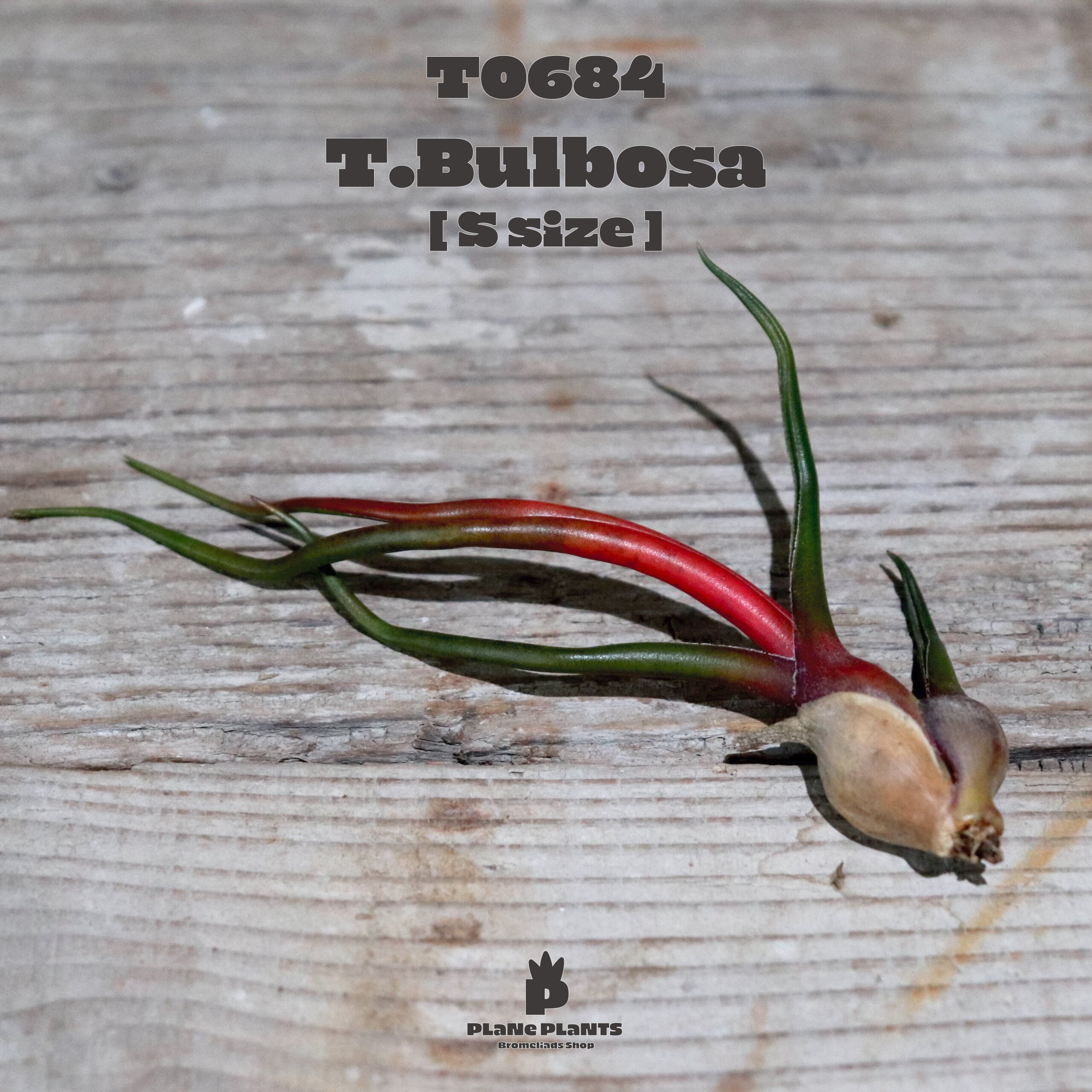 【送料無料】ブルボーサ S〔エアプランツ〕現品発送T0684