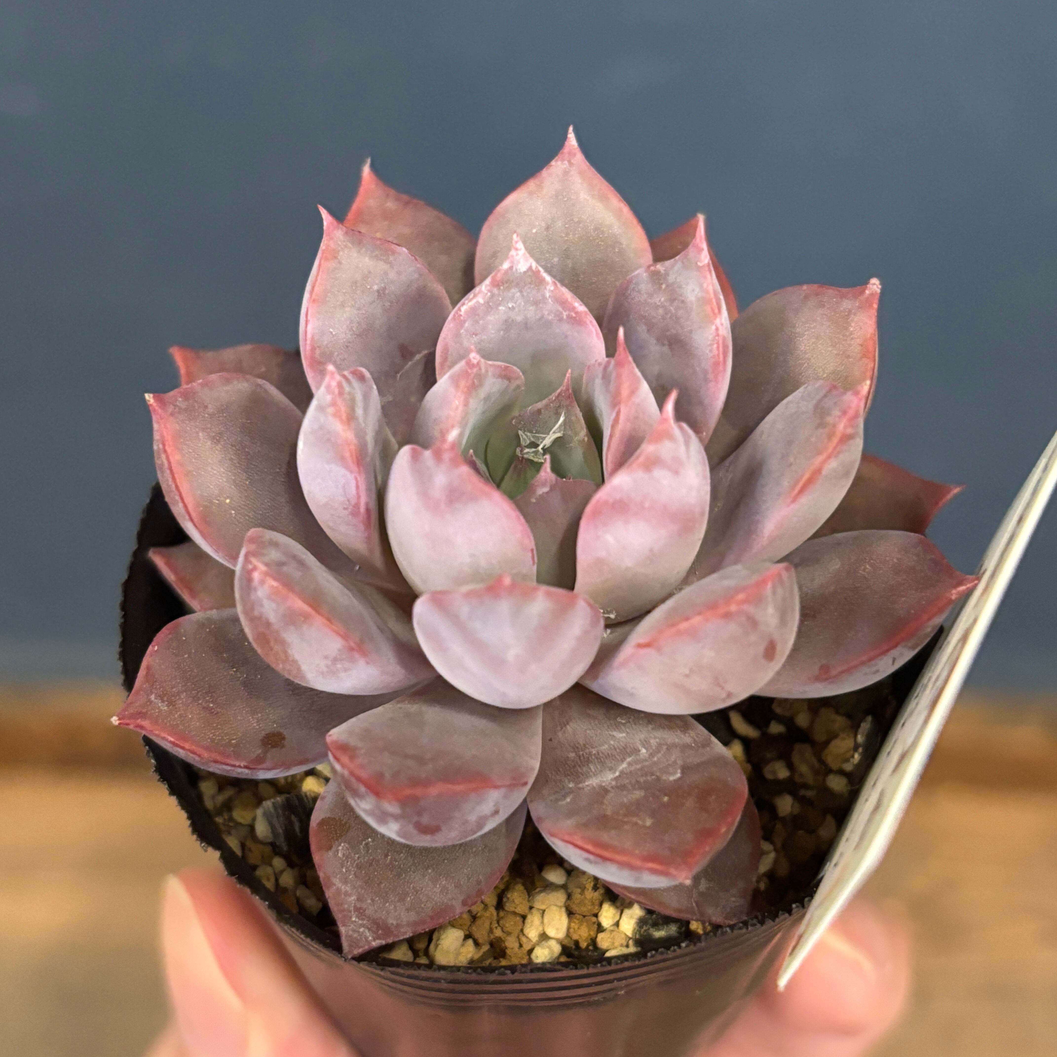 farmPALKさん苗 エケベリア Lidia × コロラータアテマハック【808