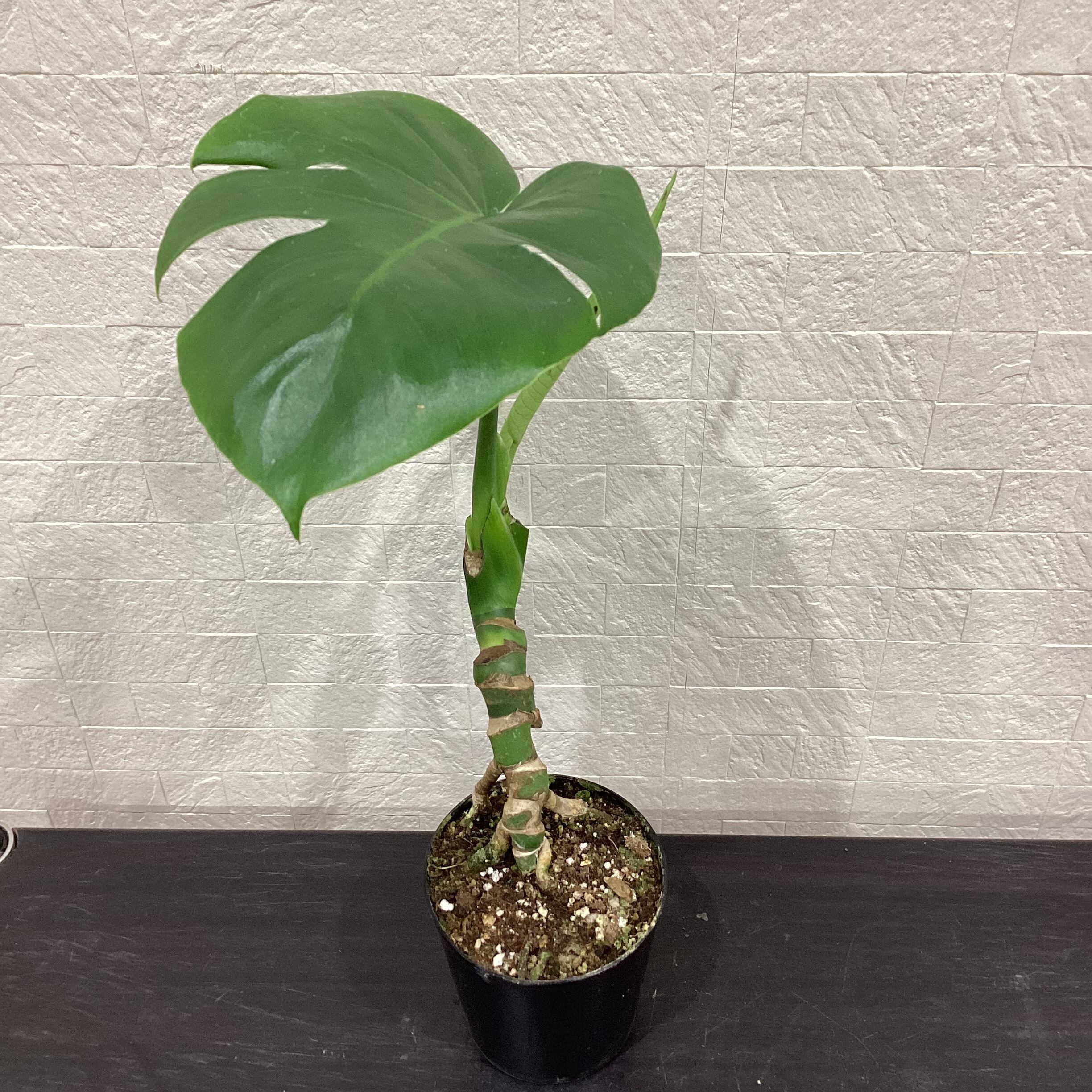 希少 アロカシア オーレアバリエガータ 極希少】アロカシア オーレア バリエガータ/ ※陶器鉢カバー