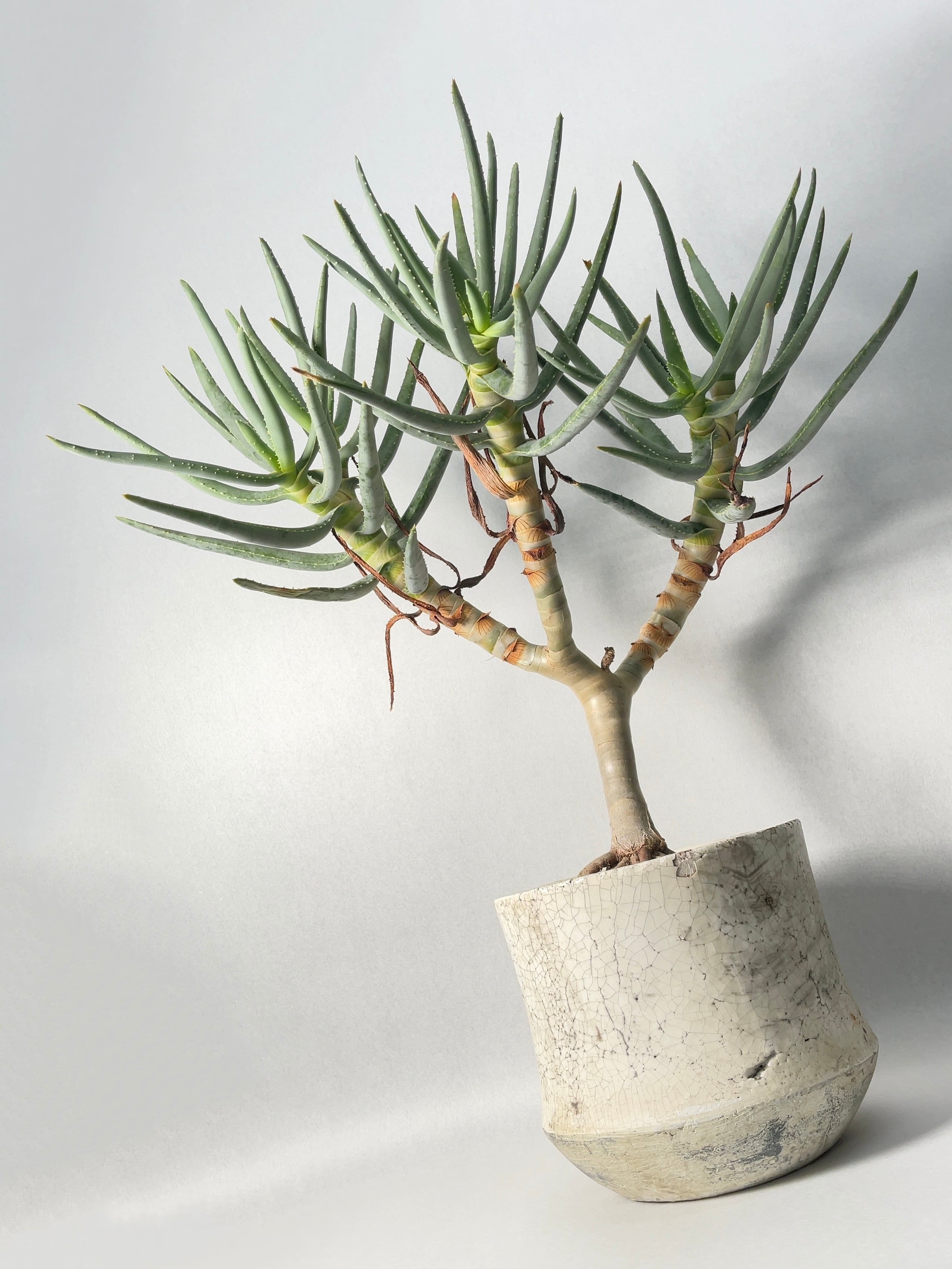 アロエ・ラモシシマ | trigger