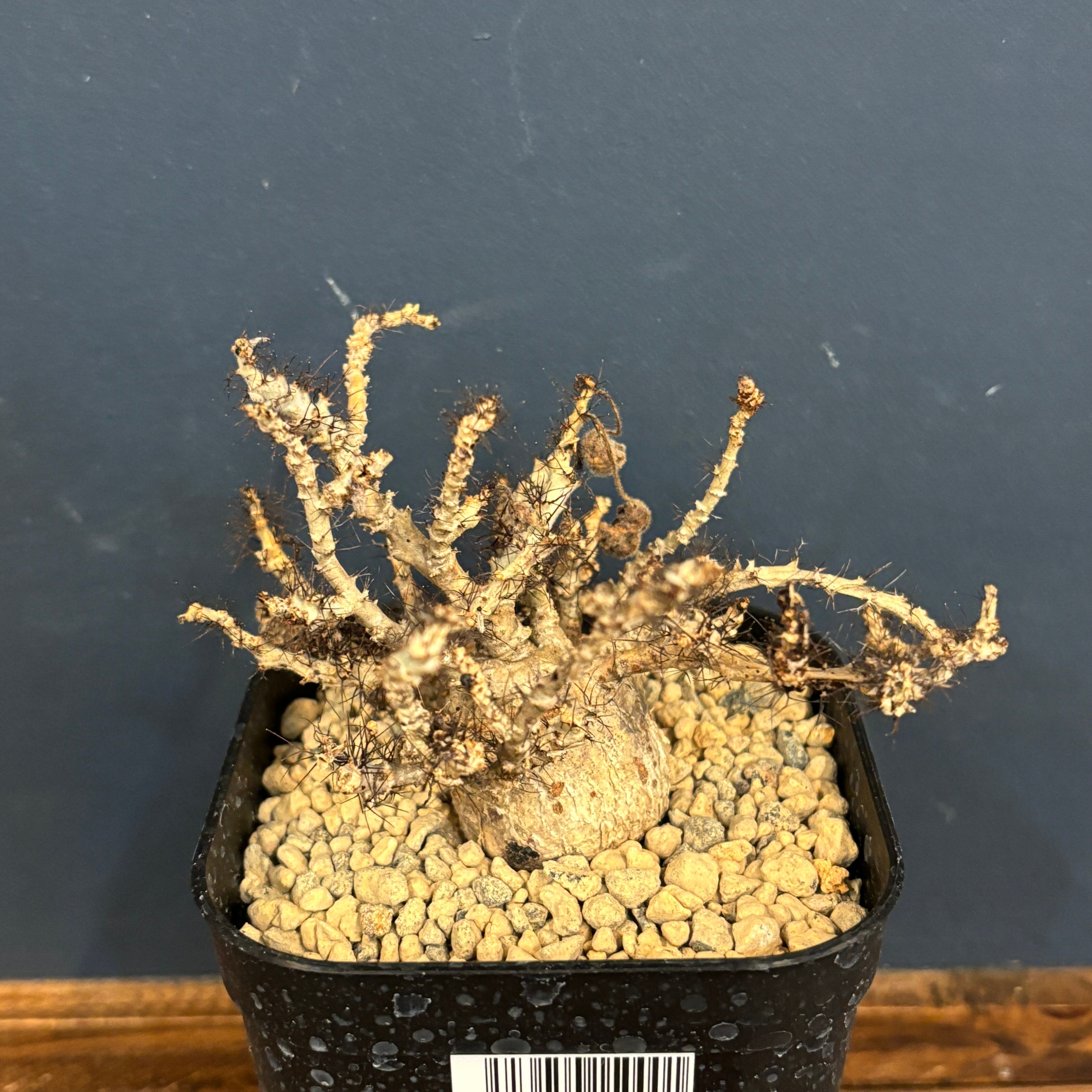 ヤトロファ マルギナータ【365】