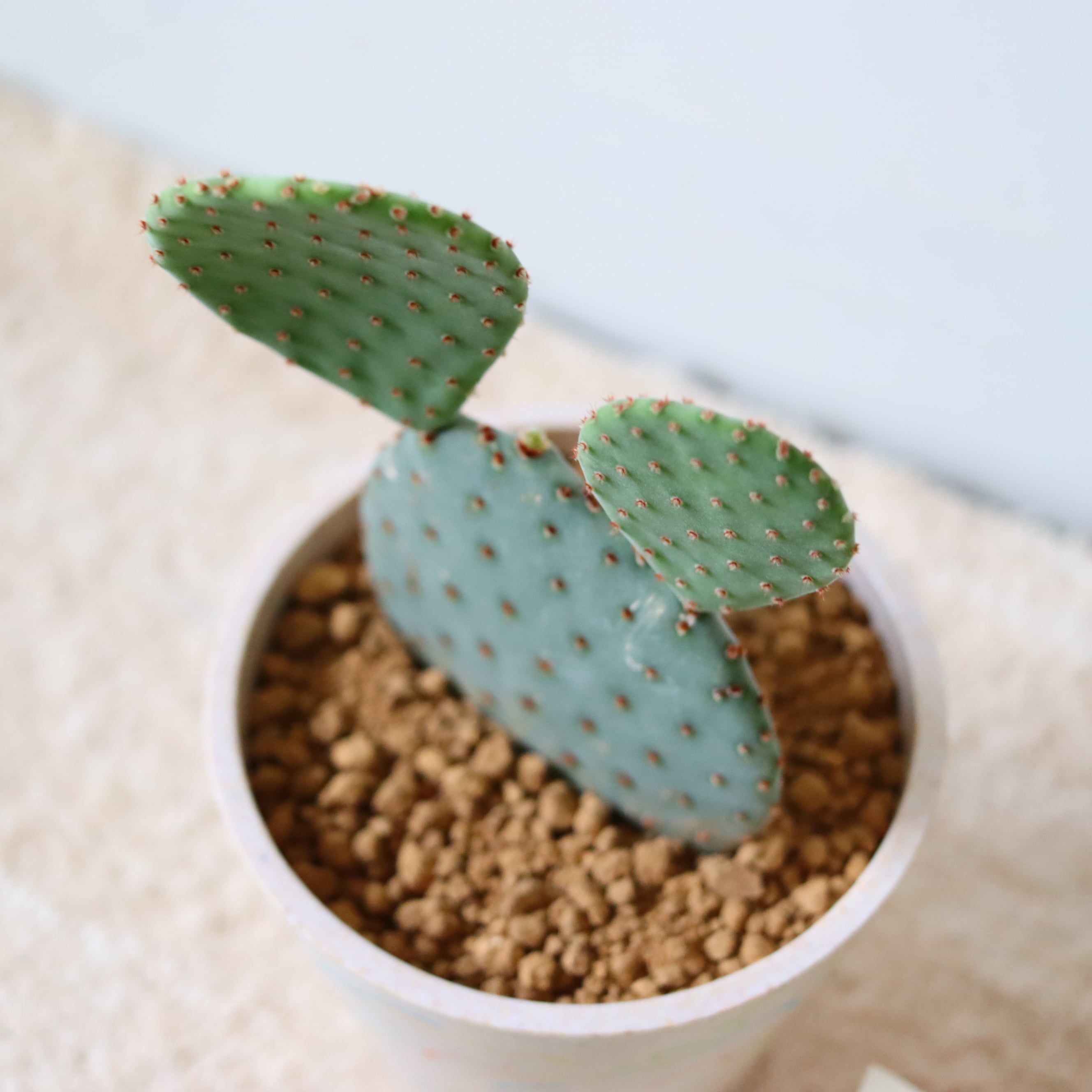 オプンチア（25cm） | 植物屋 fytó