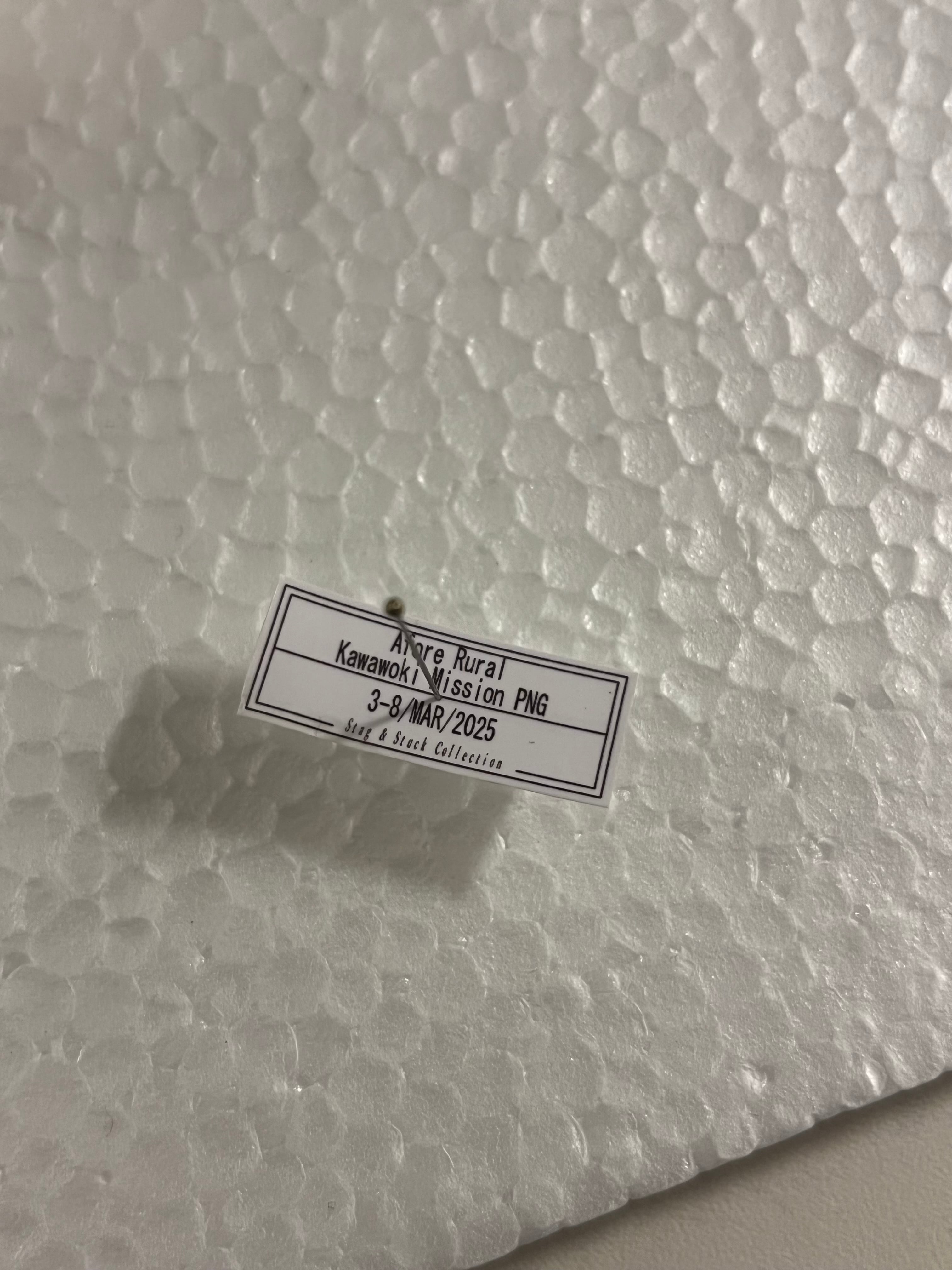 特大♀】トゲアシフトナナフシオバケフトナナフシコノハムシカマキリ