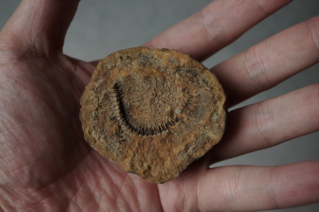 モロッコディスカス化石 Moroccodiscus smithi 2381