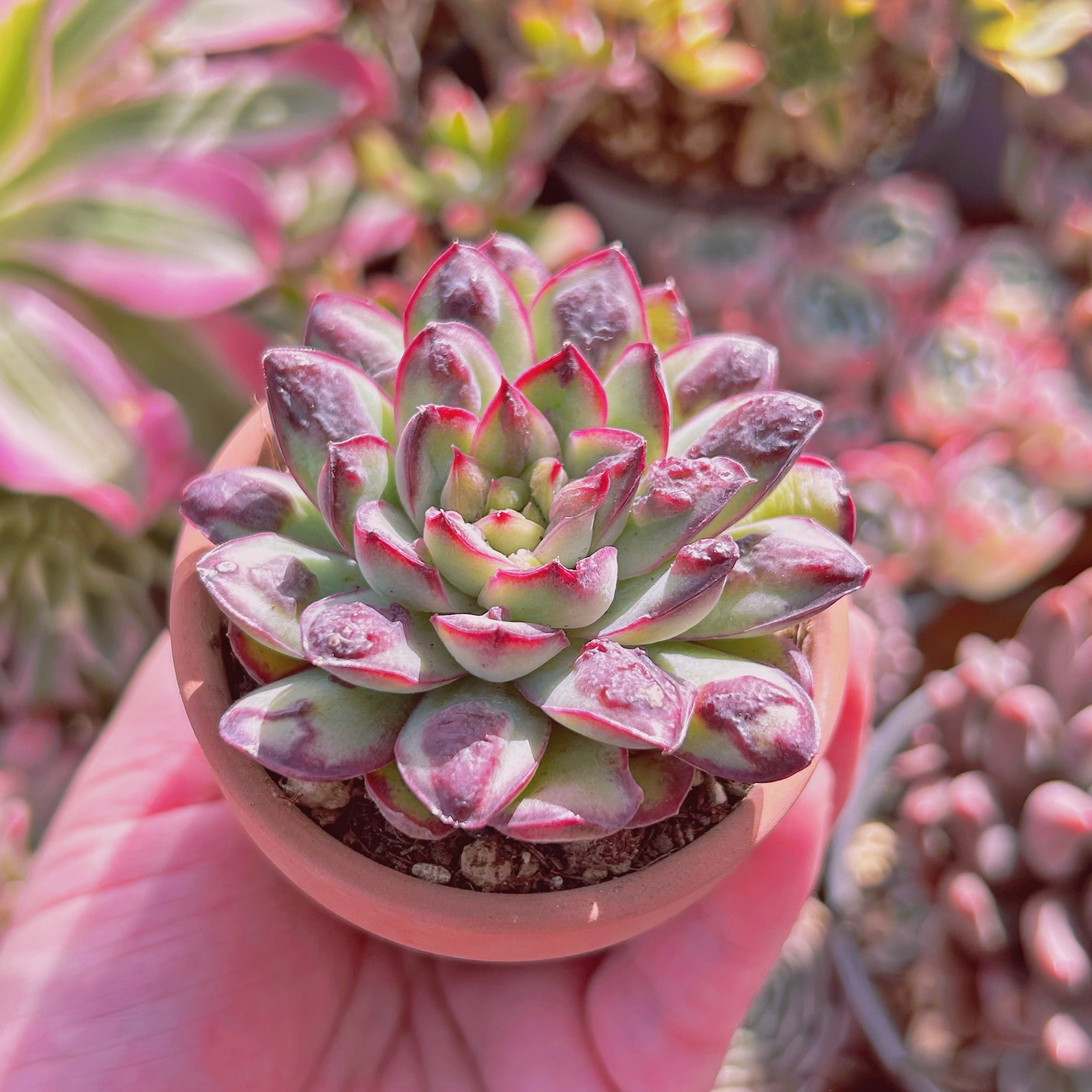 多肉植物 Echeveria 新品種 コブメキシコポルデンシス | るる農園~多肉