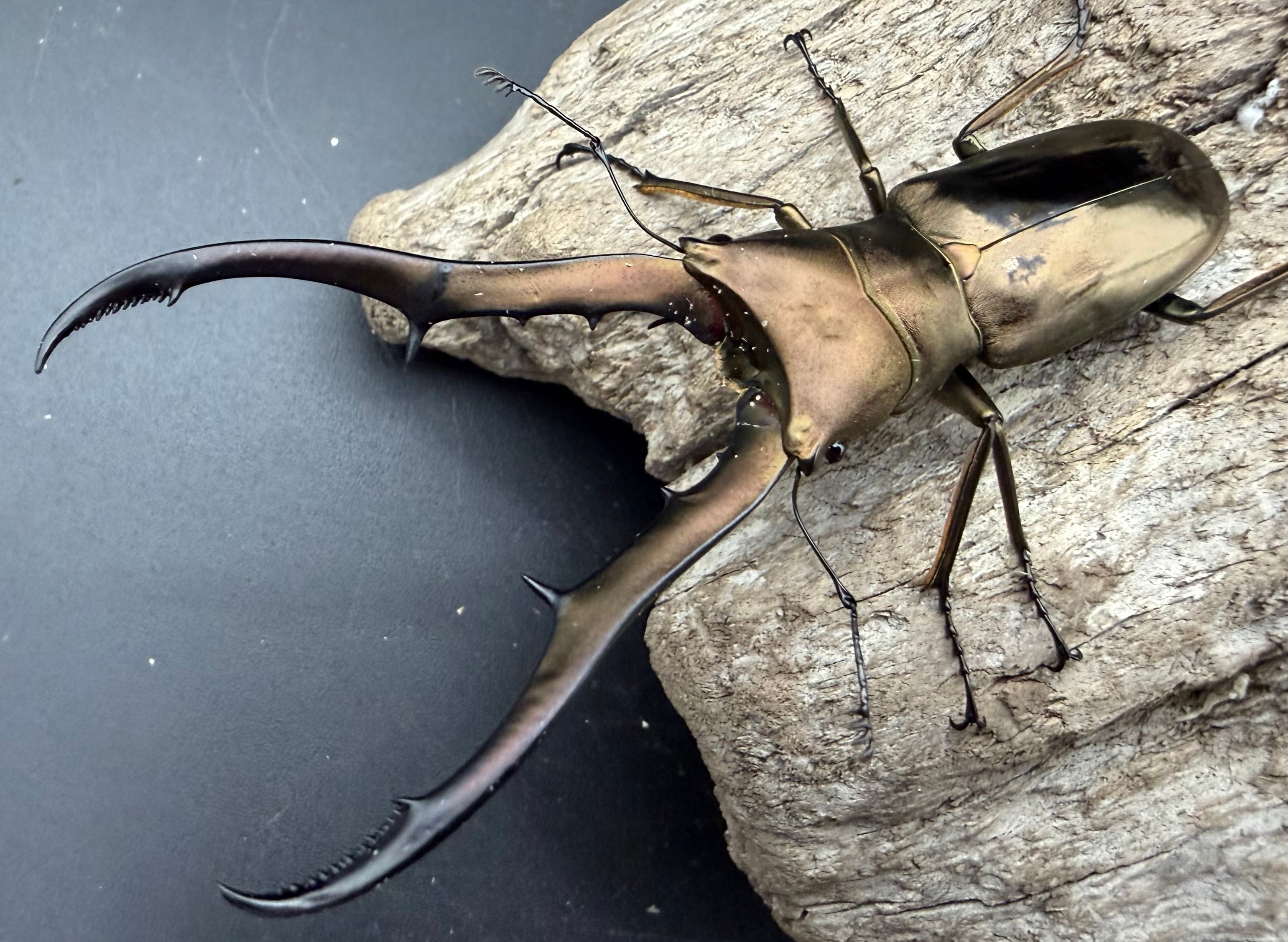 WD】《メタリフェルホソアカ亜種フィナエ 79mm ペア》 | KPW公式