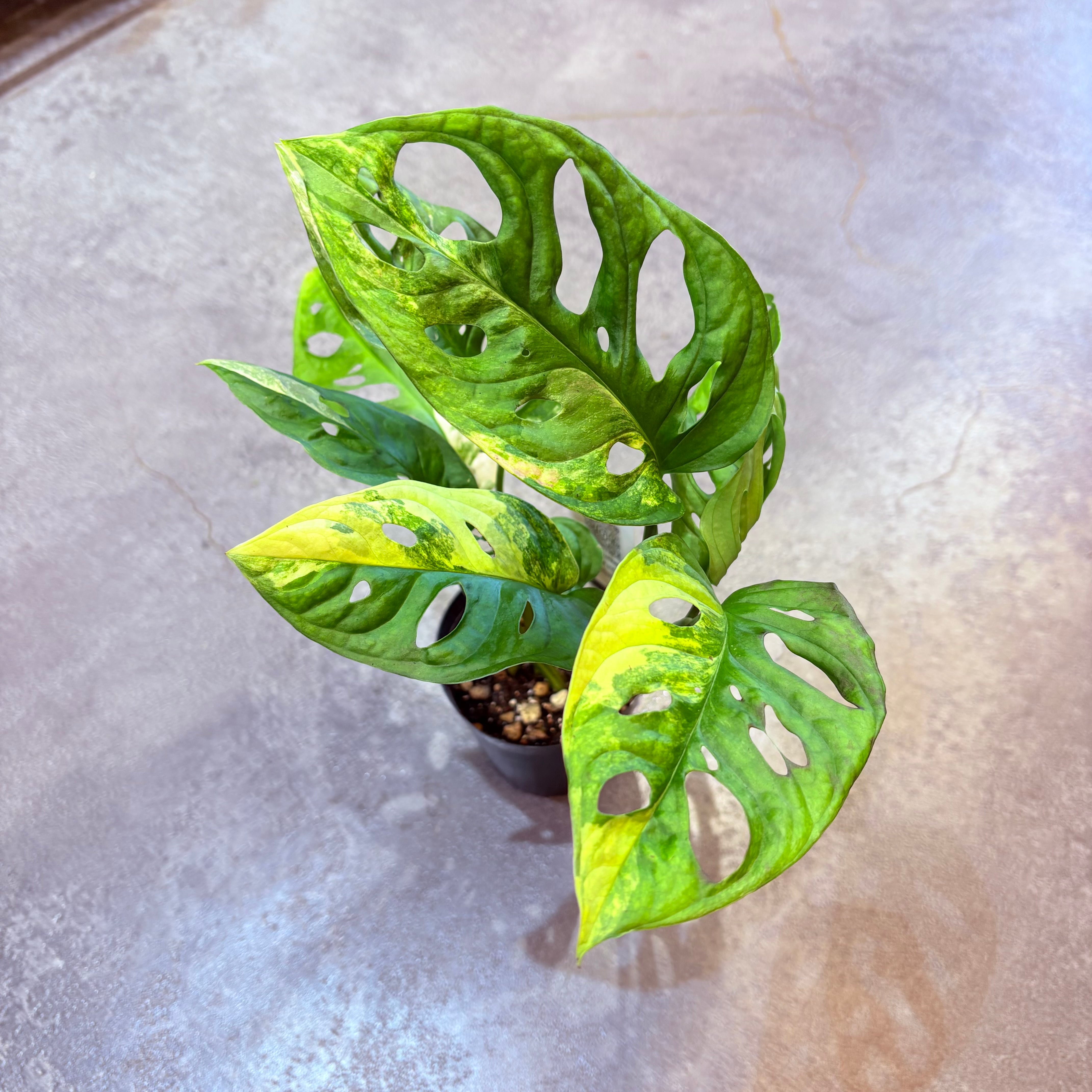 マドカズラ斑入り 3号 B | Green Vibes 宇都宮市の観葉植物専門店