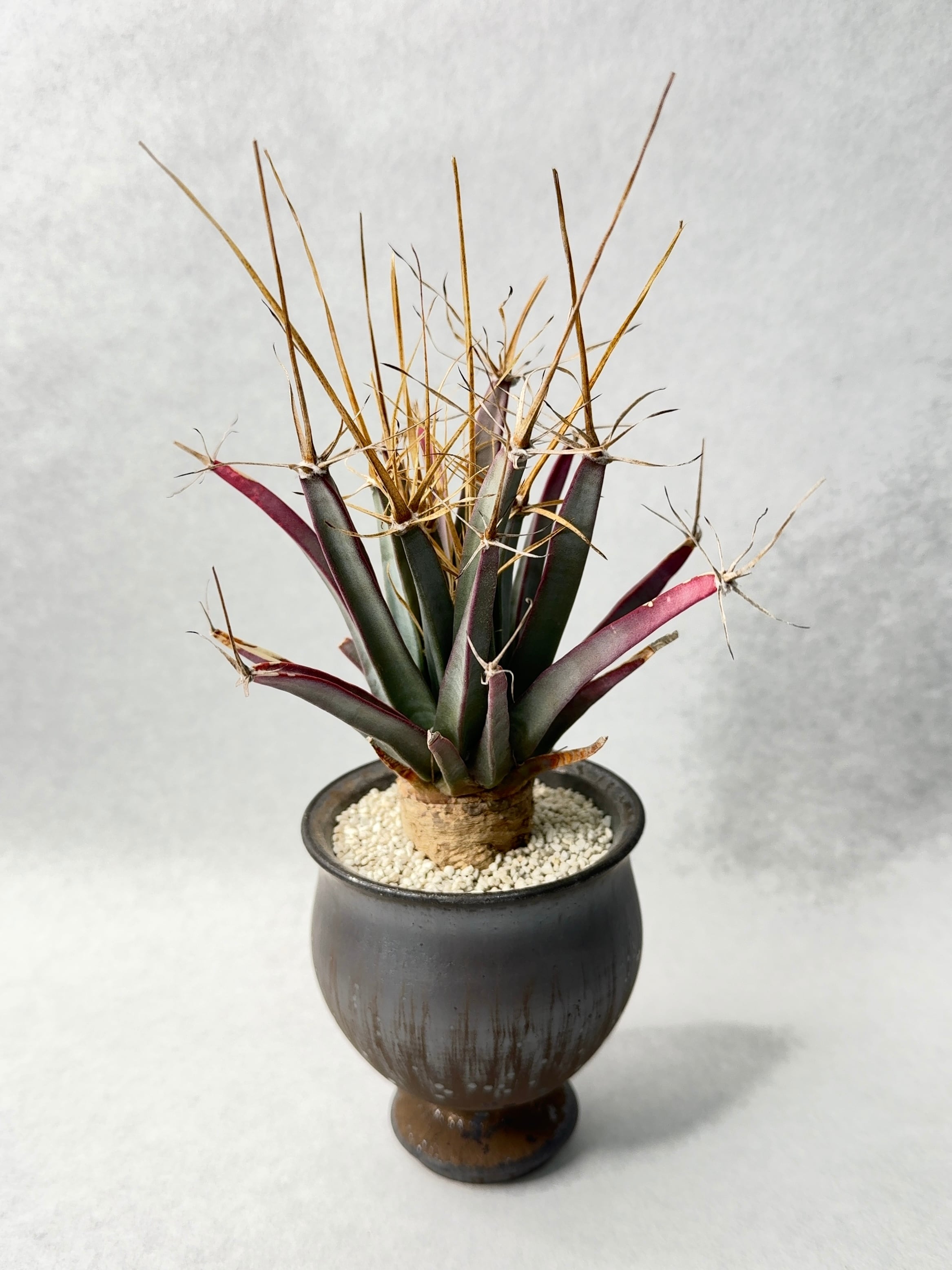 中川智治 | trigger