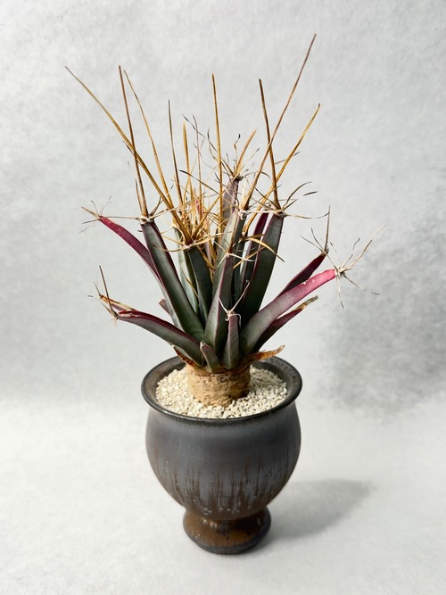 レウクテンベルギア・晃山