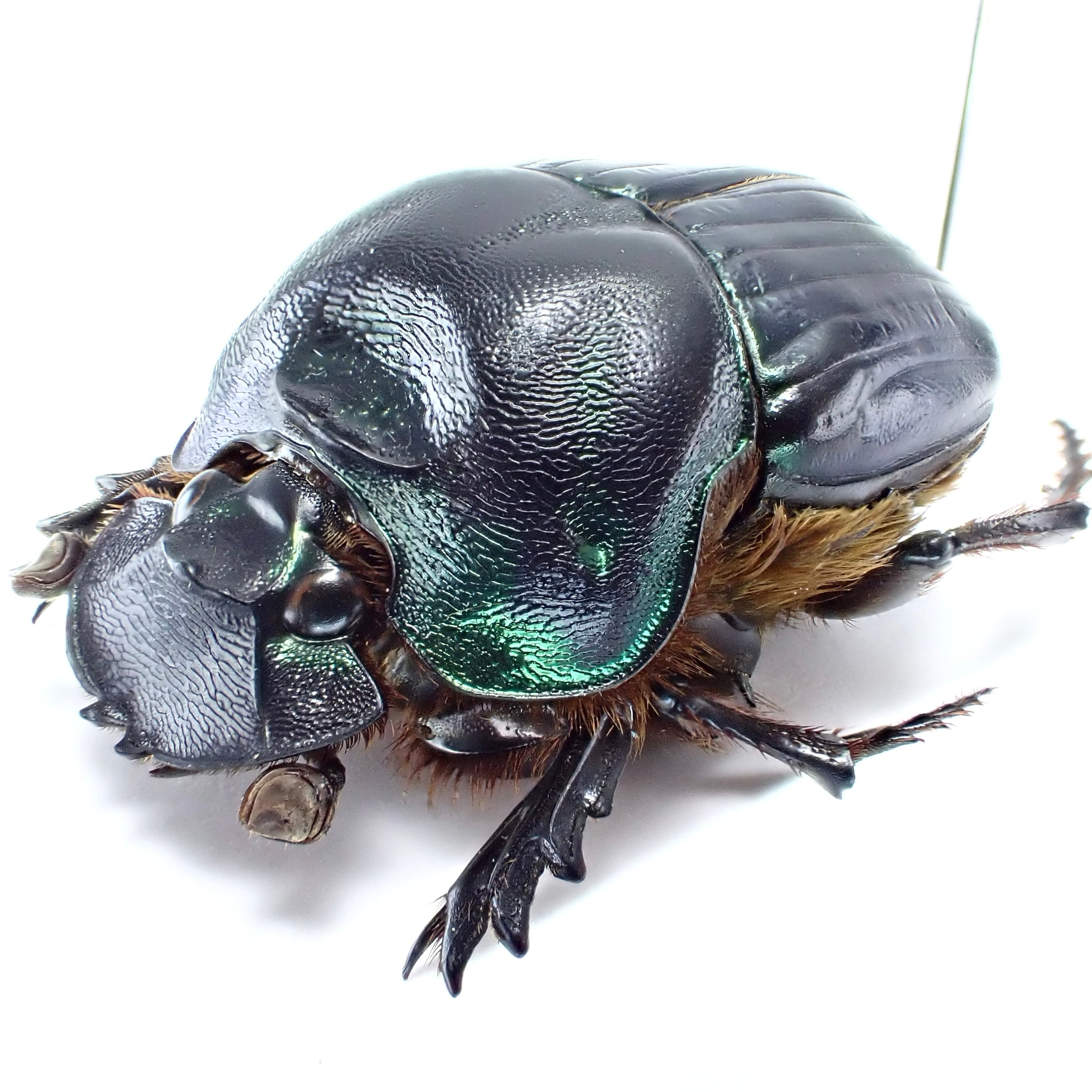 パラグアイ産 Coprophanaeus spitzi ♂♀ 22mm/24mm | 昆虫標本