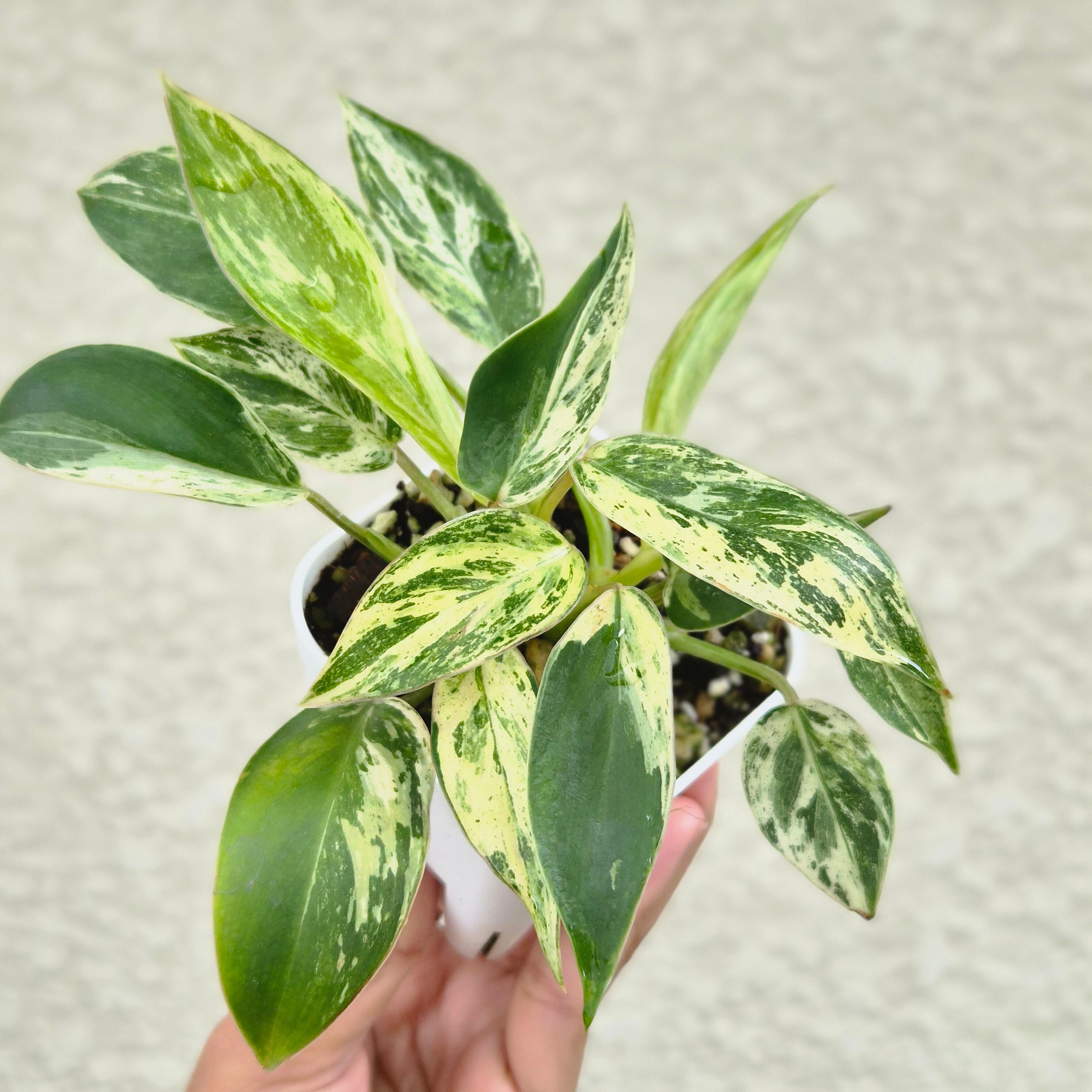 〔フィロデンドロン エメラルドクイーン 斑入り 〕Philodendron Emerald Queen Var. 斑入り 観葉植物