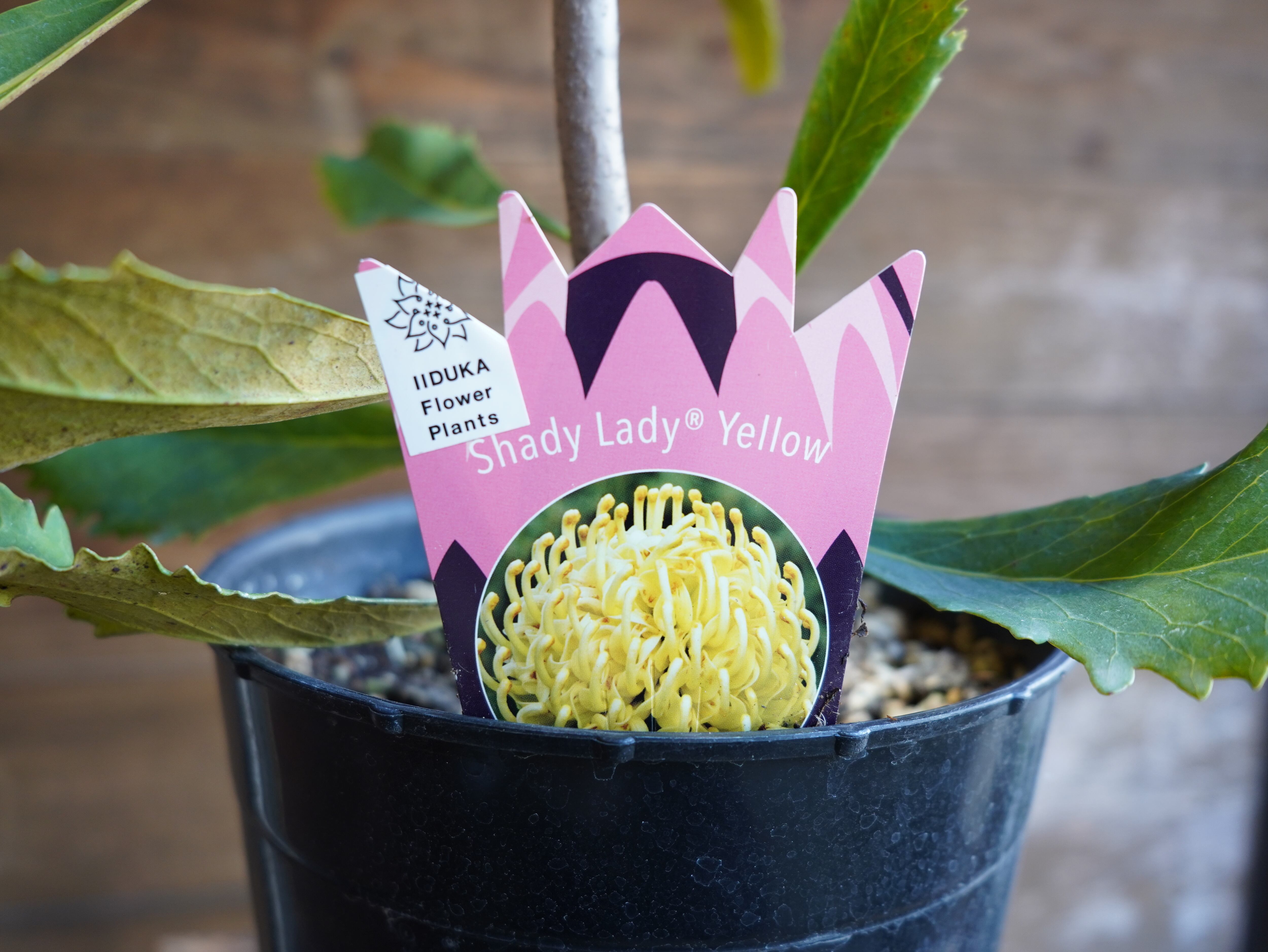 【現物】テロペア　”シェイディレディイエロー”