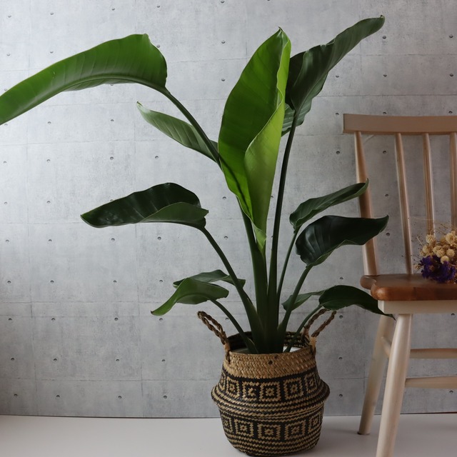 葉の大きさ◎105cm】 ストレリチア オーガスタ 2株 観葉植物 室内 大型 
