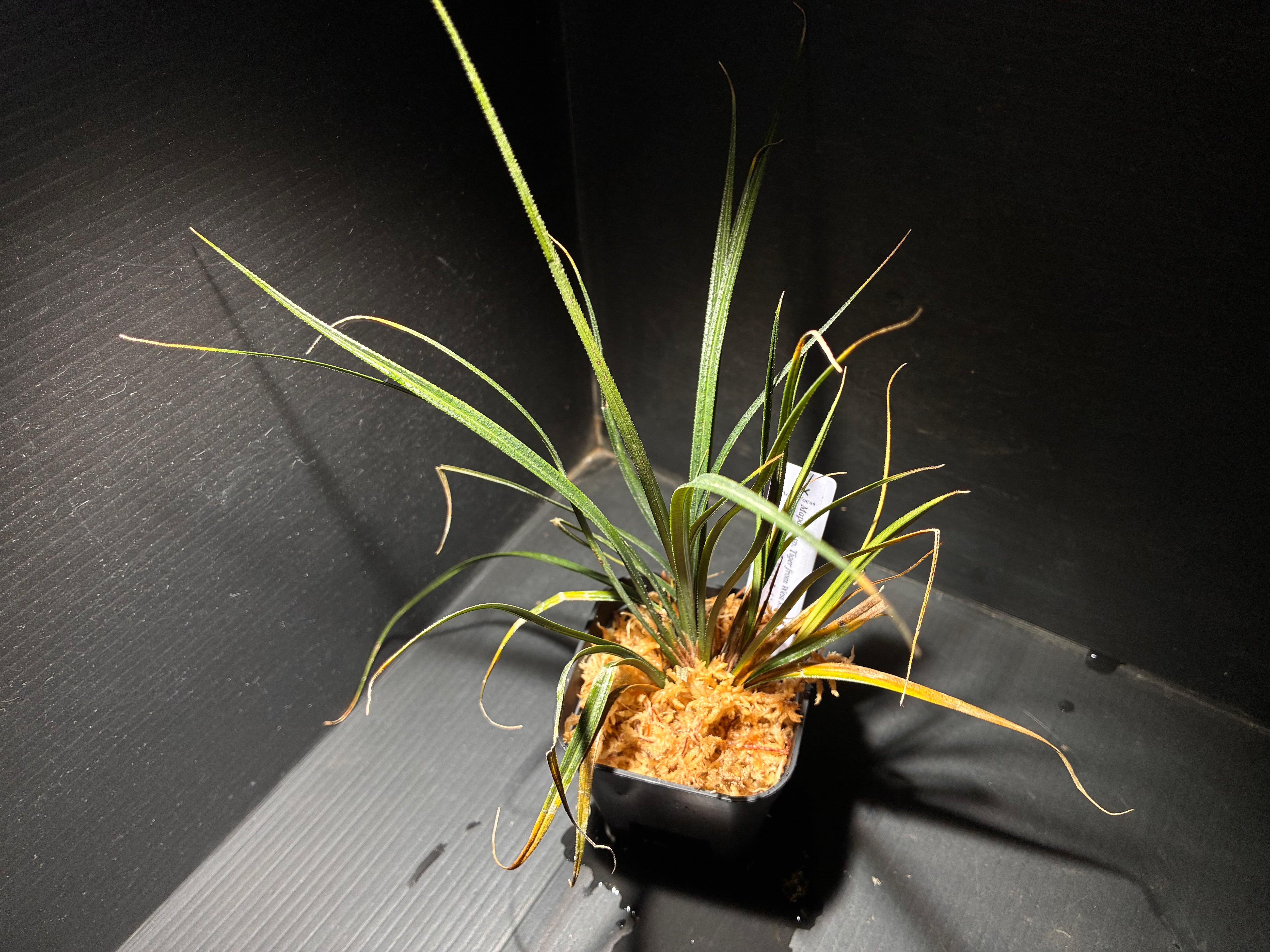 水草・観葉植物 | AquaFocus