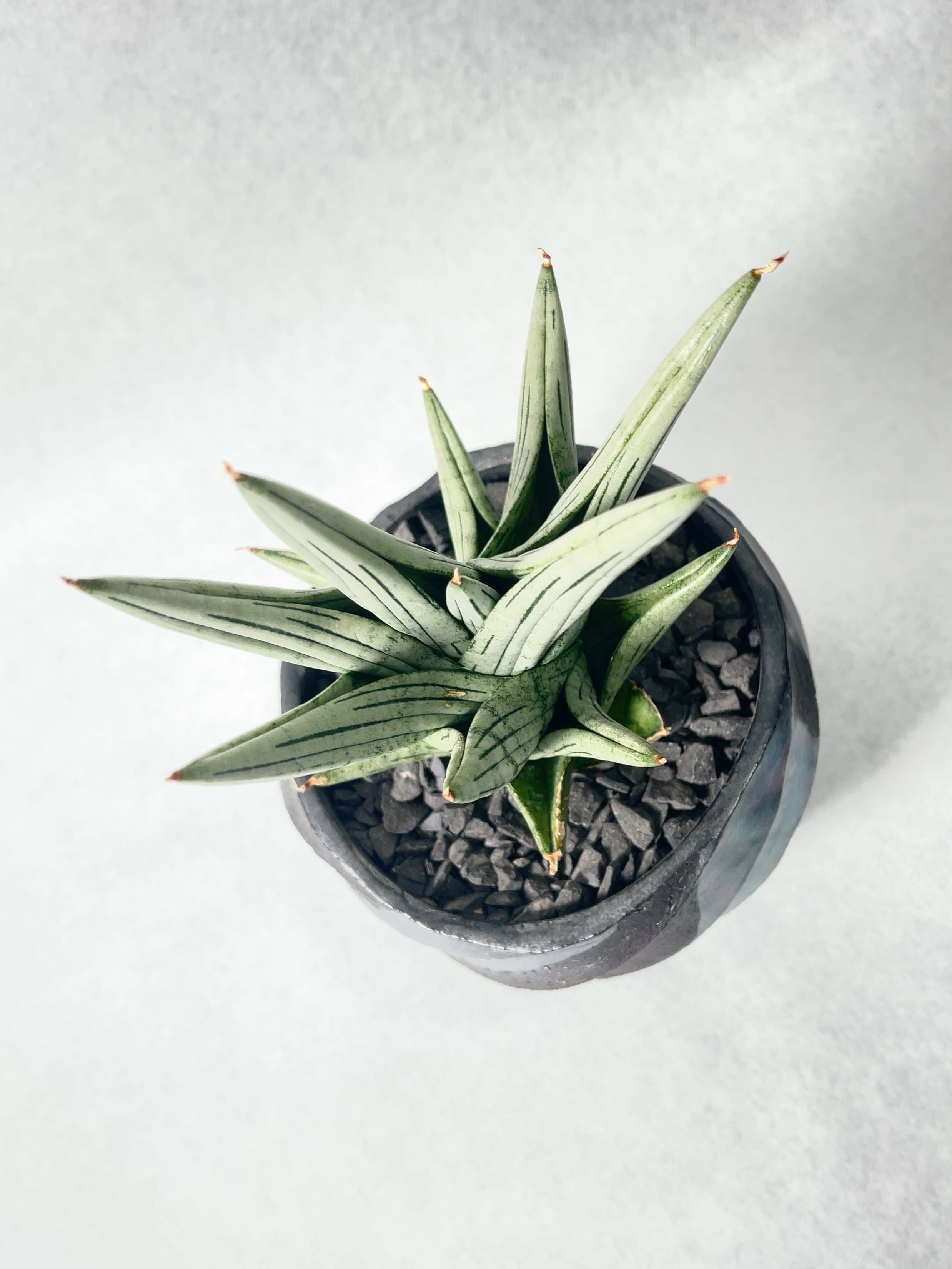 サンセベリア・ジュピター | trigger