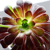 カット苗 ビッグバン 標準サイズ Aeonium 'Big Bang'