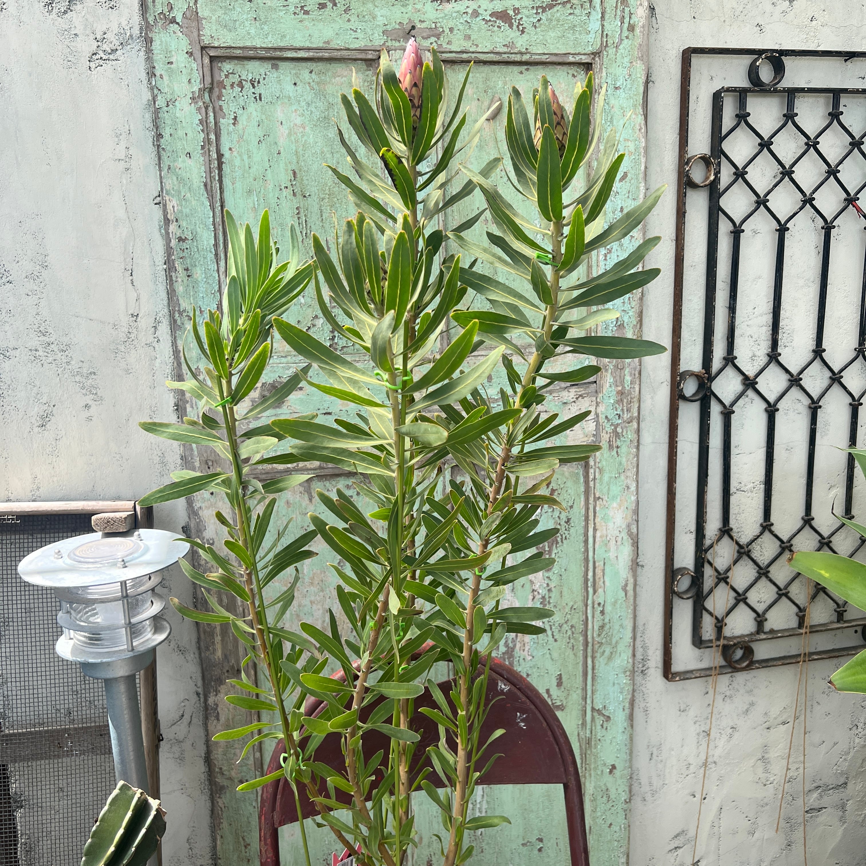 プロテア フロステッドファイヤー