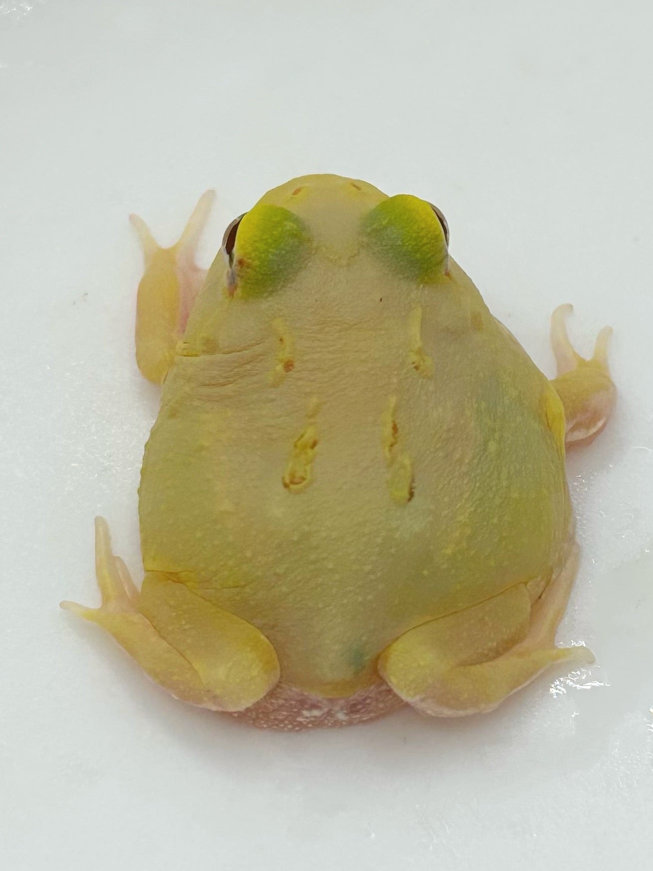 送料無料:クランウェルツノガエル(ピカチュウ)5cm※説明欄必読 クランウェルツノガエル スーパーピカチュウ③ 1匹 | まるころ商店