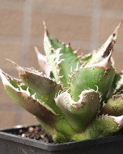 【PREMIUM】 抜き苗 アガベ チタノタ 疣々竜 親株 Agave titanota 'Totoro'