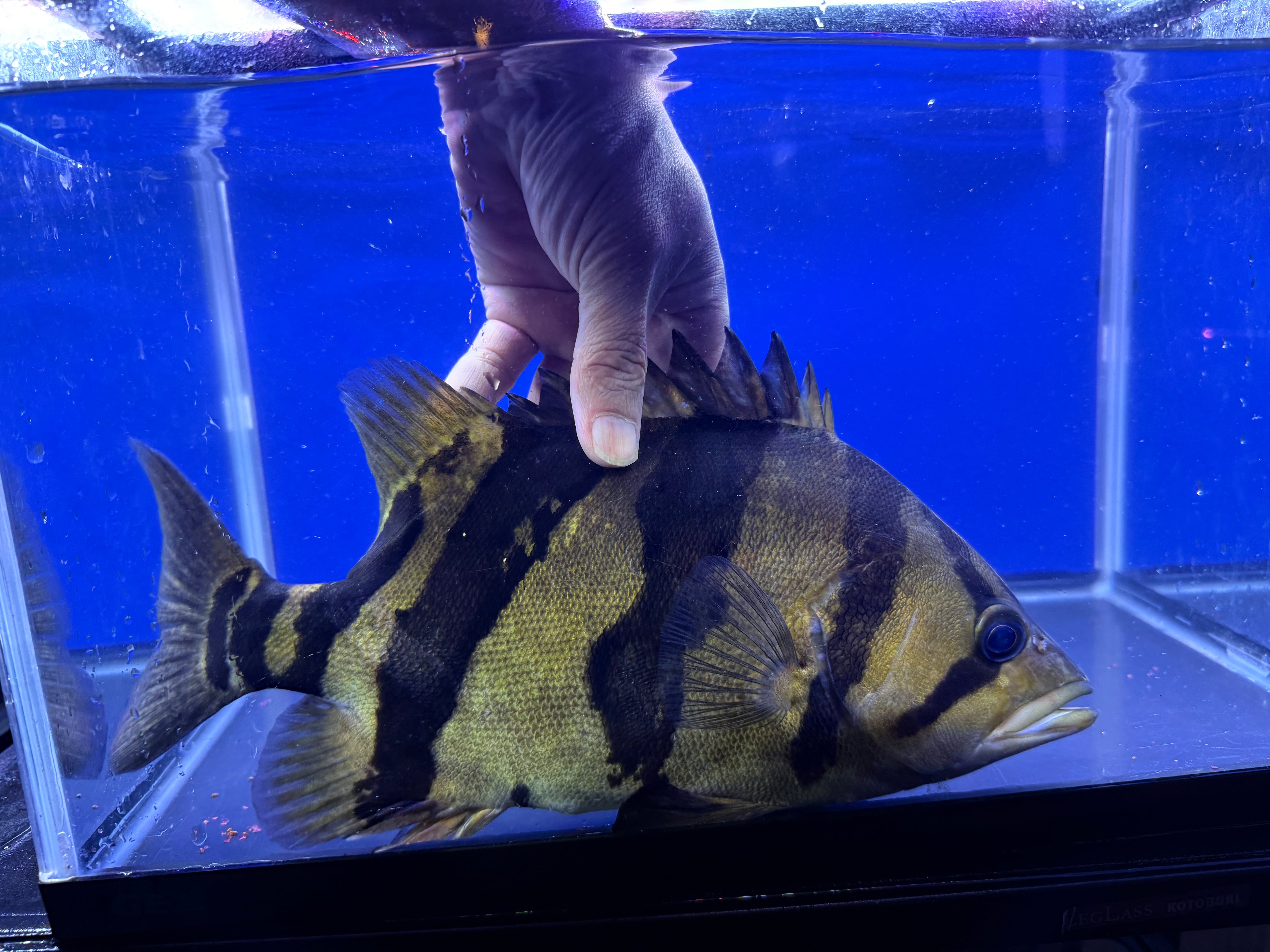 J01⑦ ダトニオリアルバンド 33㎝前後 変わりバンド おとひめ食べます