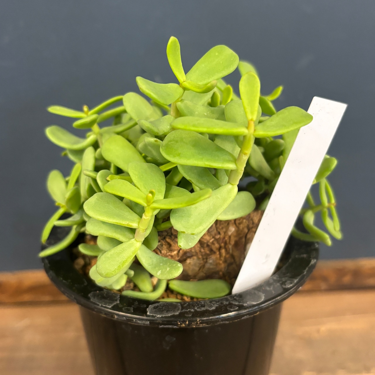 ケラリア ピグマエア 現地株【189】