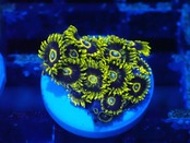 Zoanthus RareColor 6