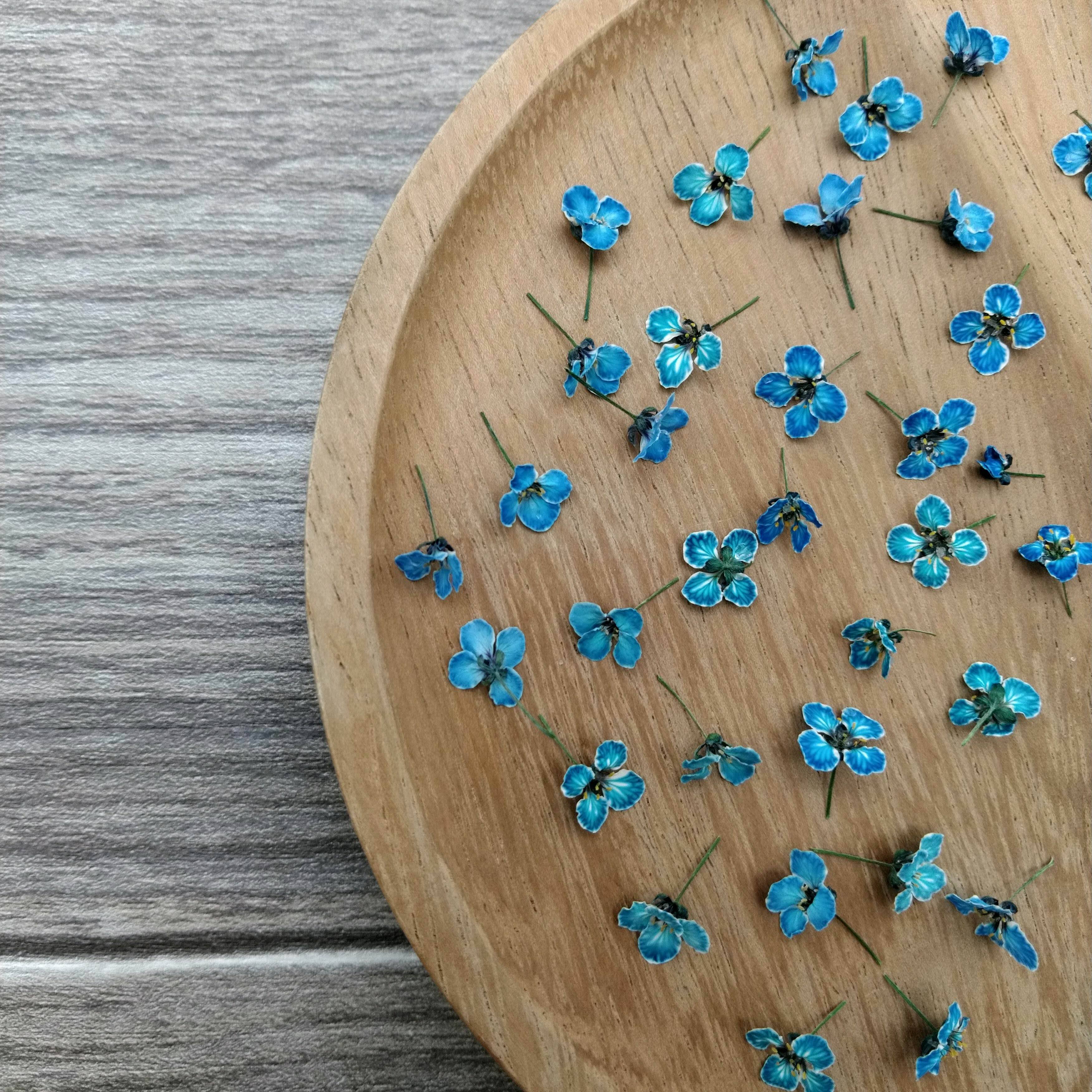 アリッサム ドライフラワー（ふわふわNo.1） | Flowershop Garden LuLuhua