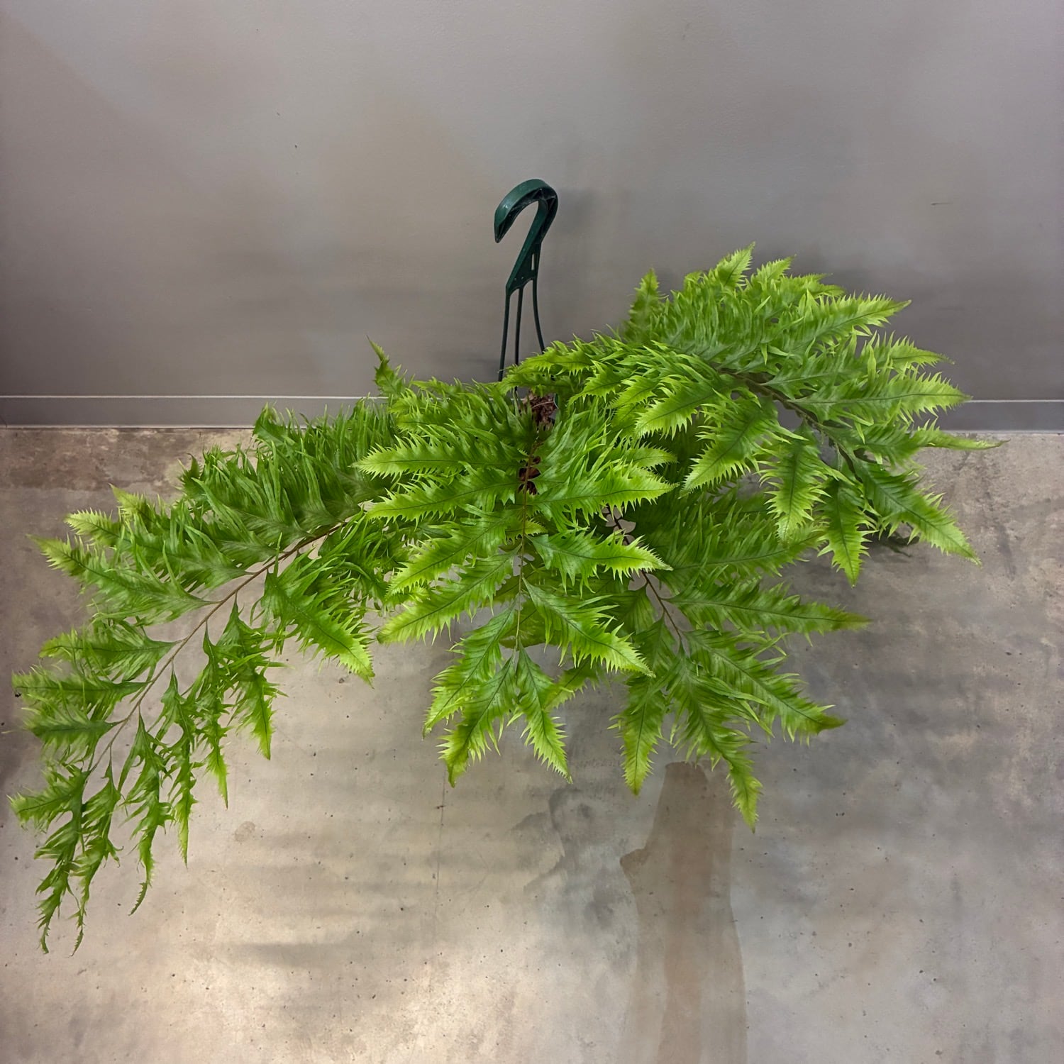 着生植物 | PROTOLEAF プロトリーフ