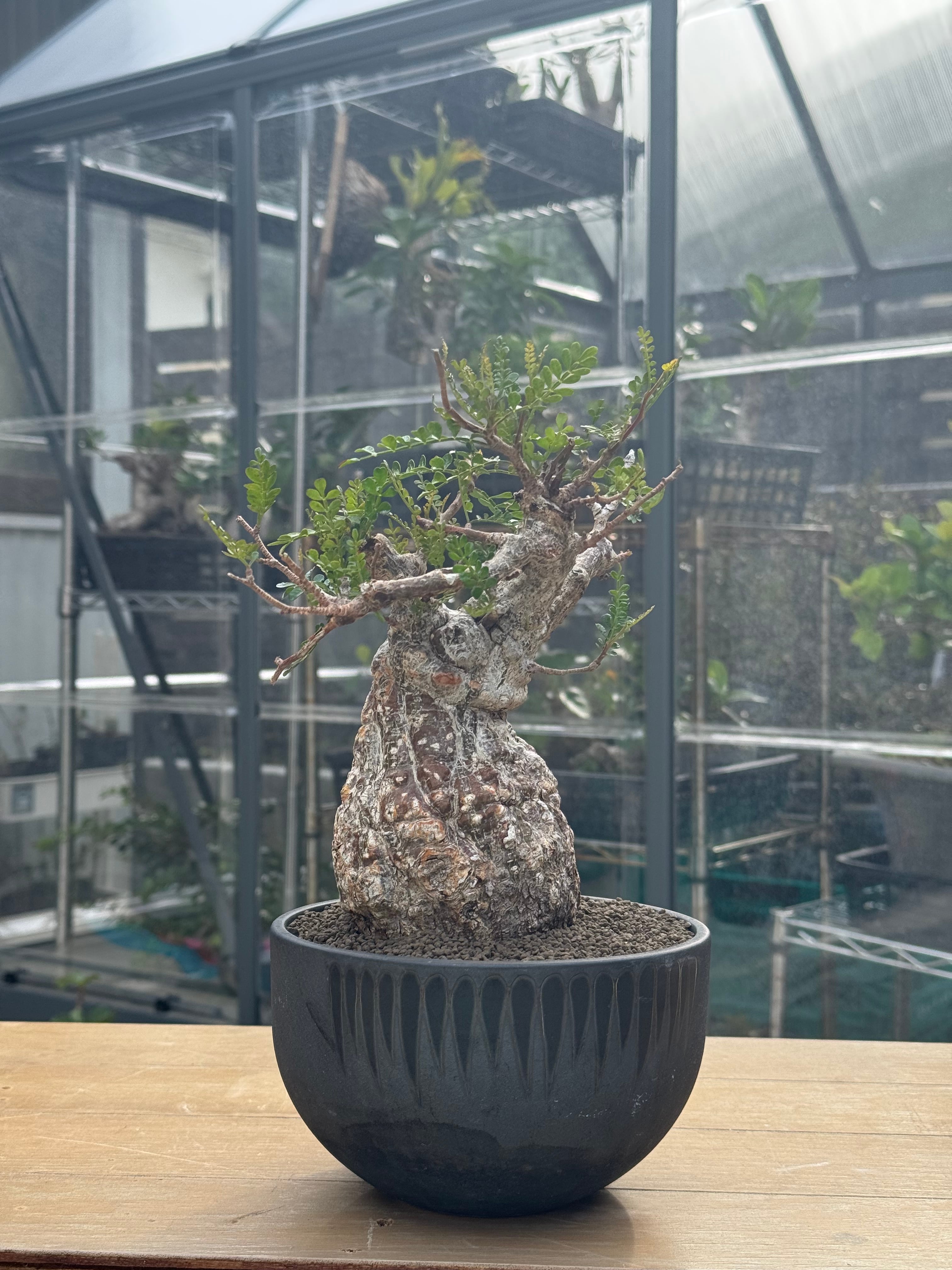新着】Operculicarya pachypus × OLD VALIEM DEVIL【壺型 最高の株