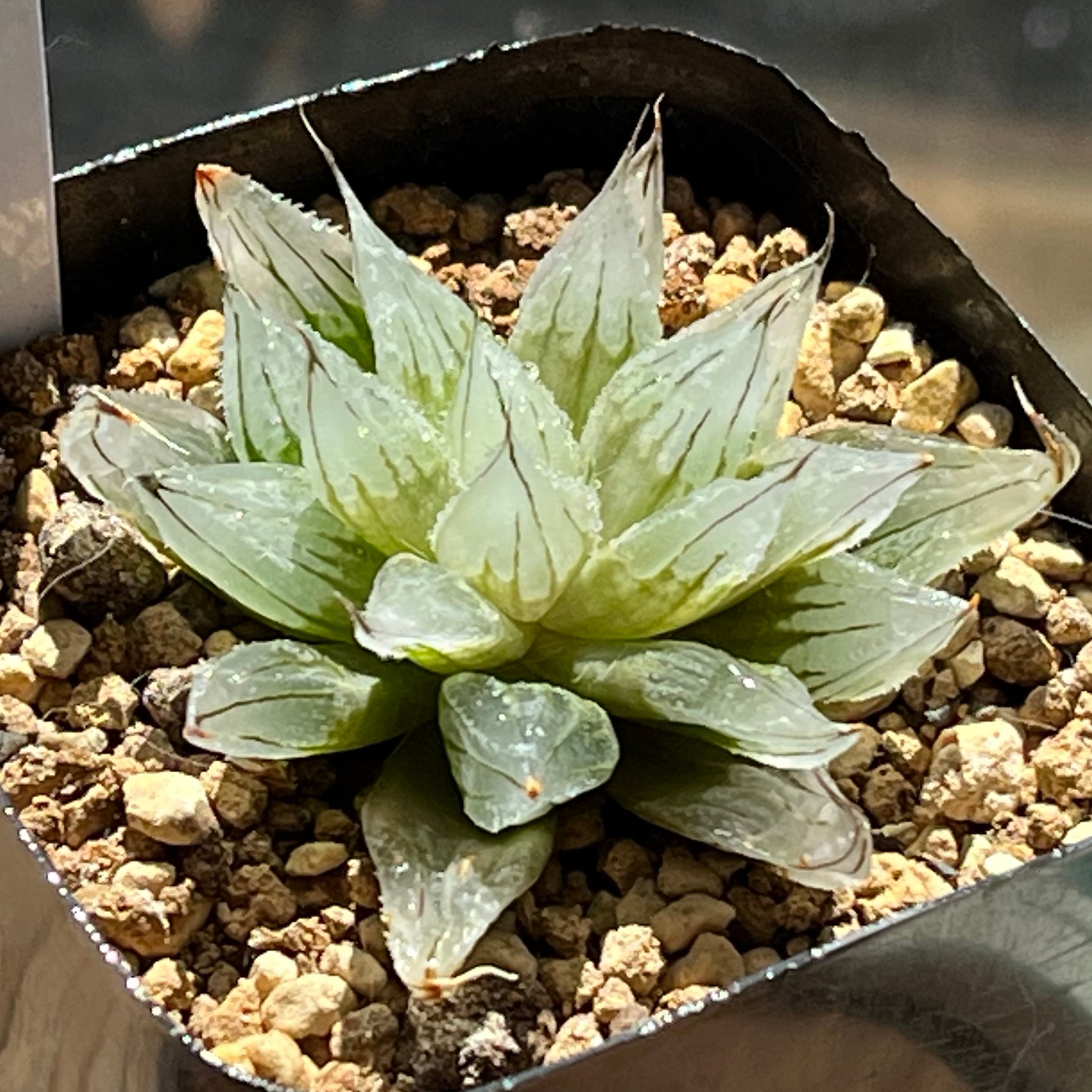 ハオルチア ブルコン般若 | mocono_plants