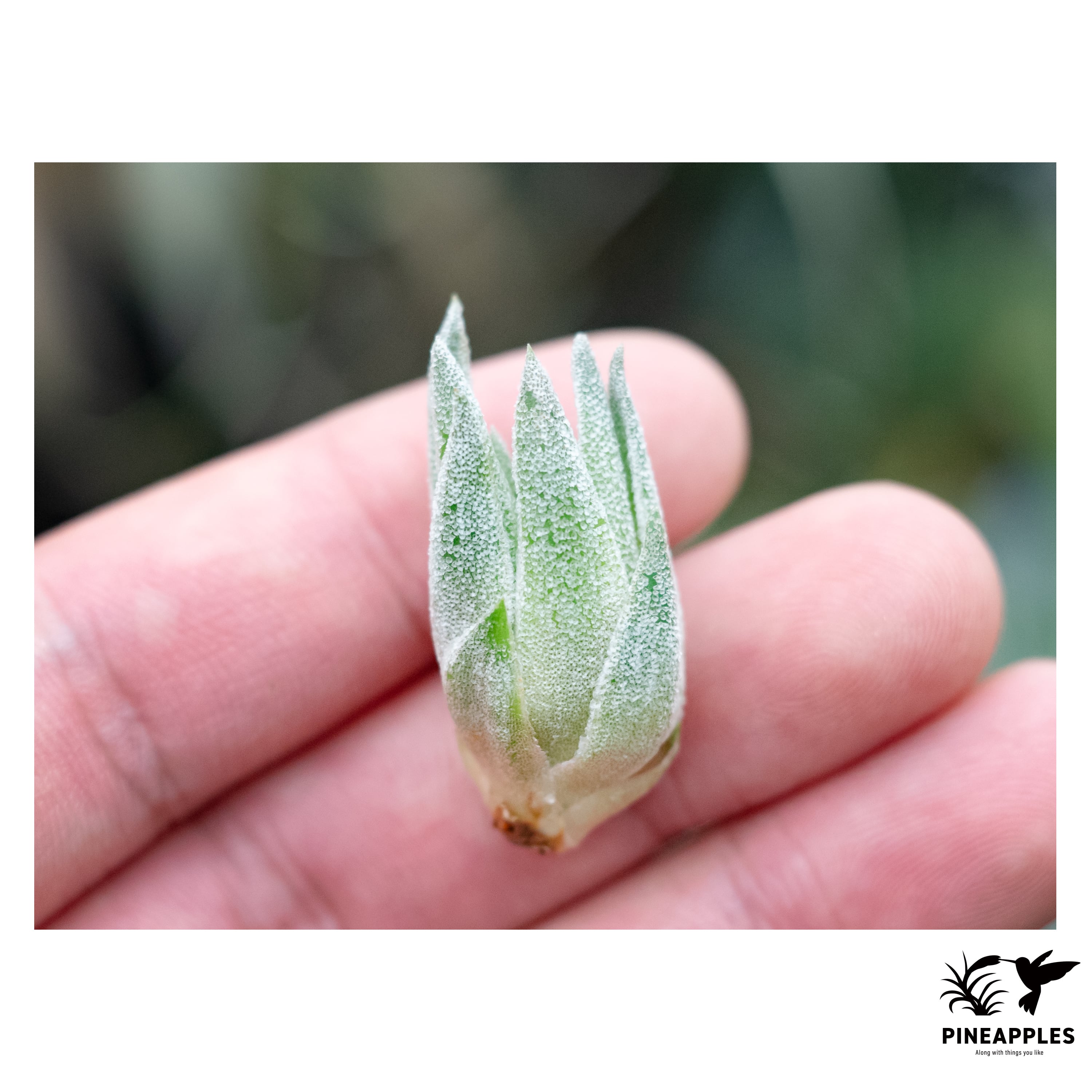 Tillandsia sprengeliana sibling (White x Coastal Form) | PINEAPPLES