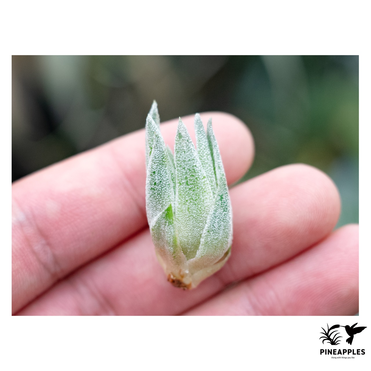 Tillandsia sprengeliana sibling (White x Coastal Form) - 2