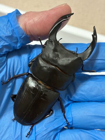 DH ヘラクレス オオカブト 成虫 ♂♀ ペア ♂156mm ♀フリーサイズ 