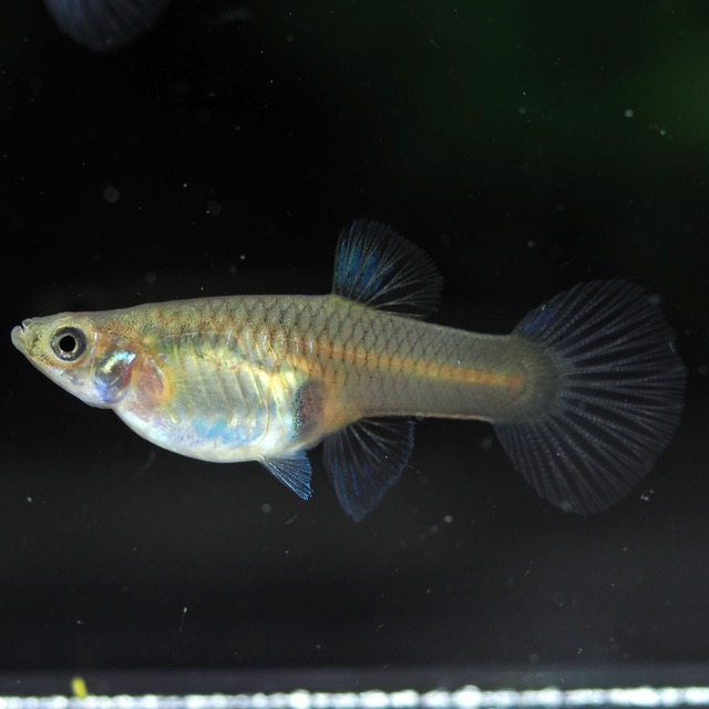 【現物】メタルシルバーレッドレースビッグドーサル　2ペア＋おまけメス2匹