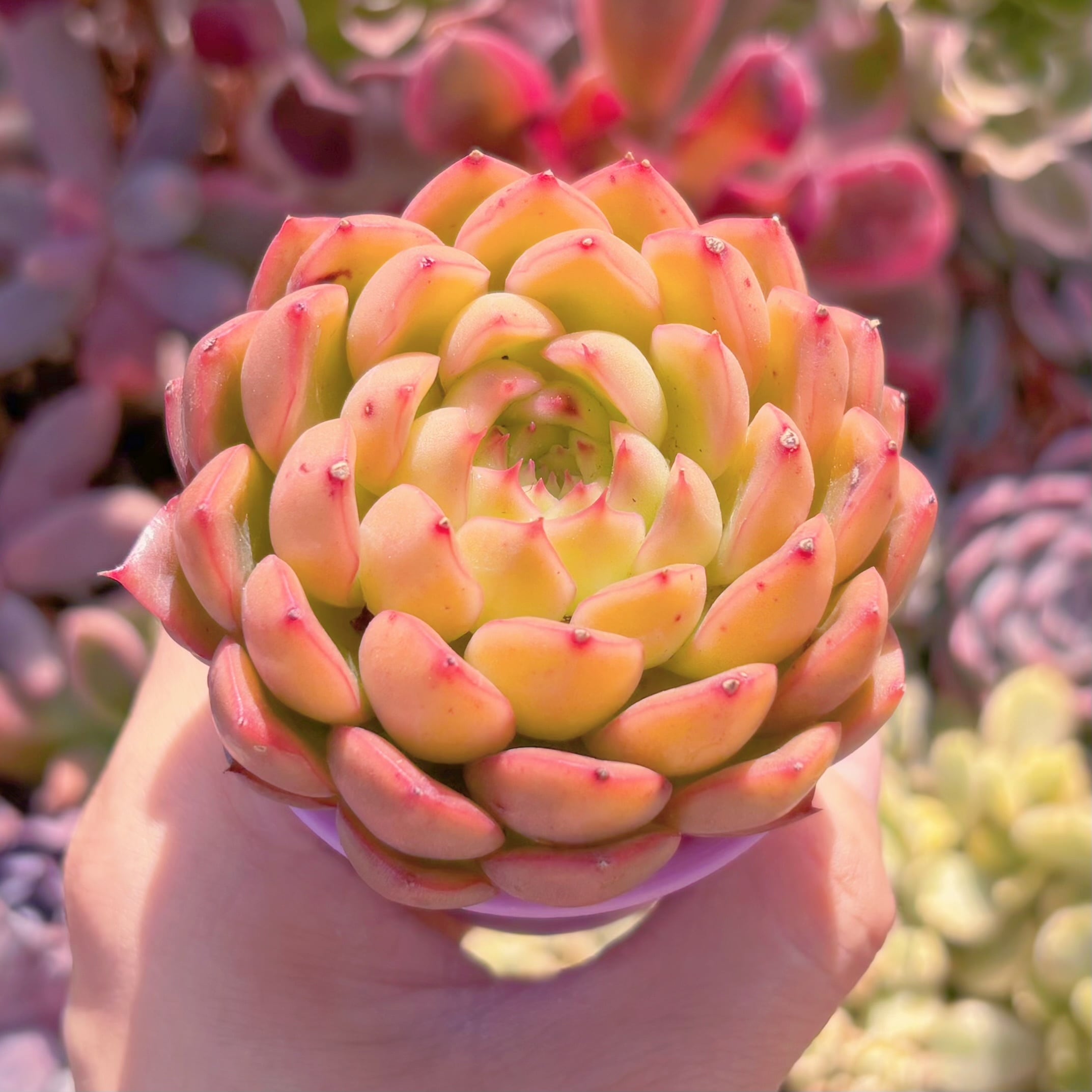 多肉植物　閃光　新入荷　るる農園