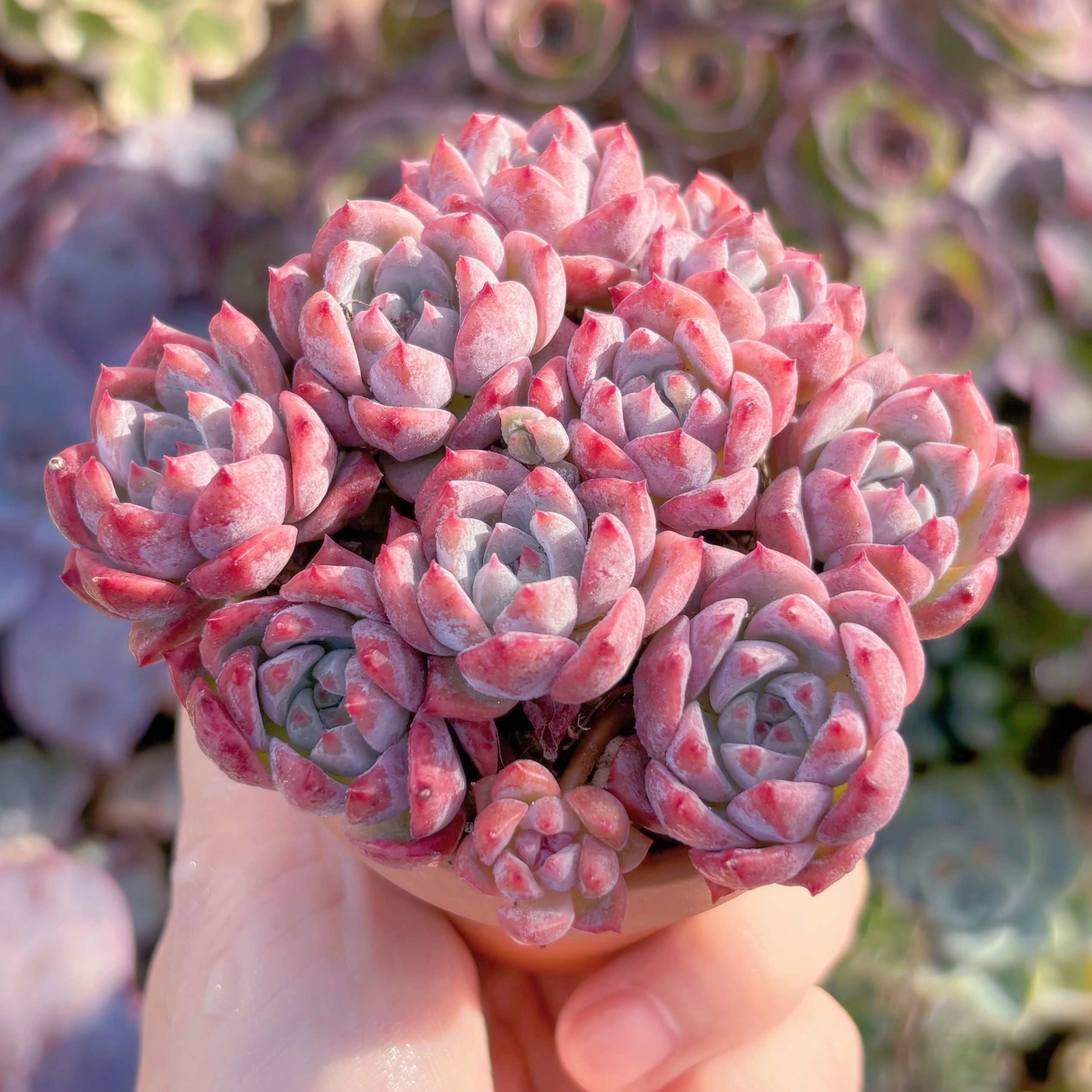 多肉植物 レッドベルベットxラウイ 在庫僅少 群生 新入荷 るる農園
