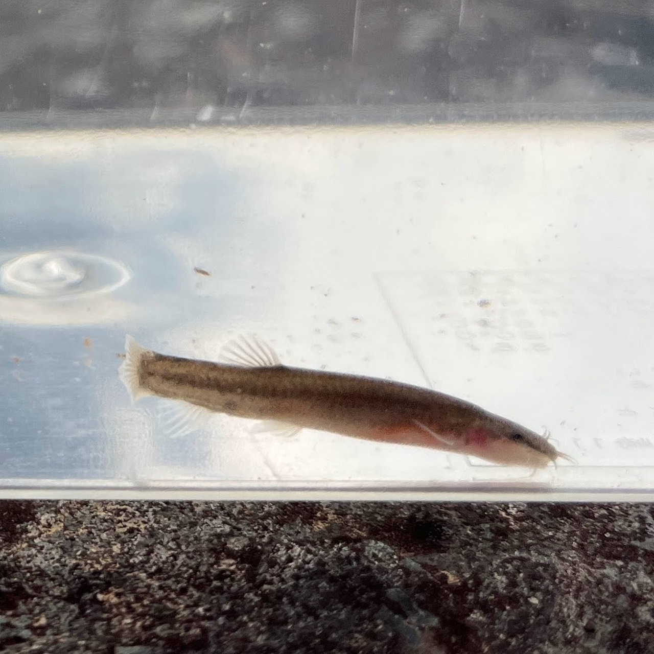 ※セット販売※（淡水魚）小さめ　ナガレホトケドジョウ　2～4ｃｍ±（3匹）【生体】