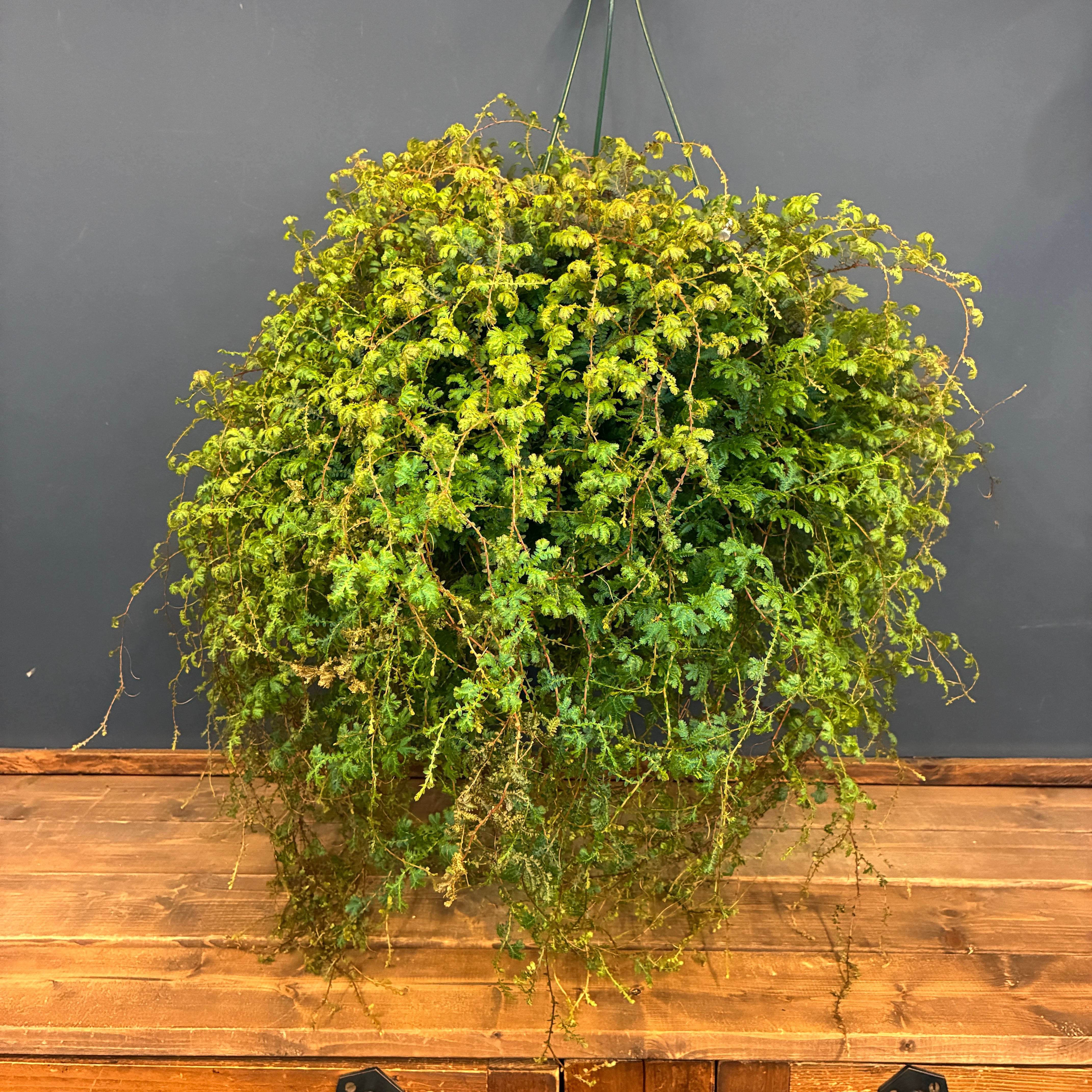 塊根植物 | PROTOLEAF プロトリーフ