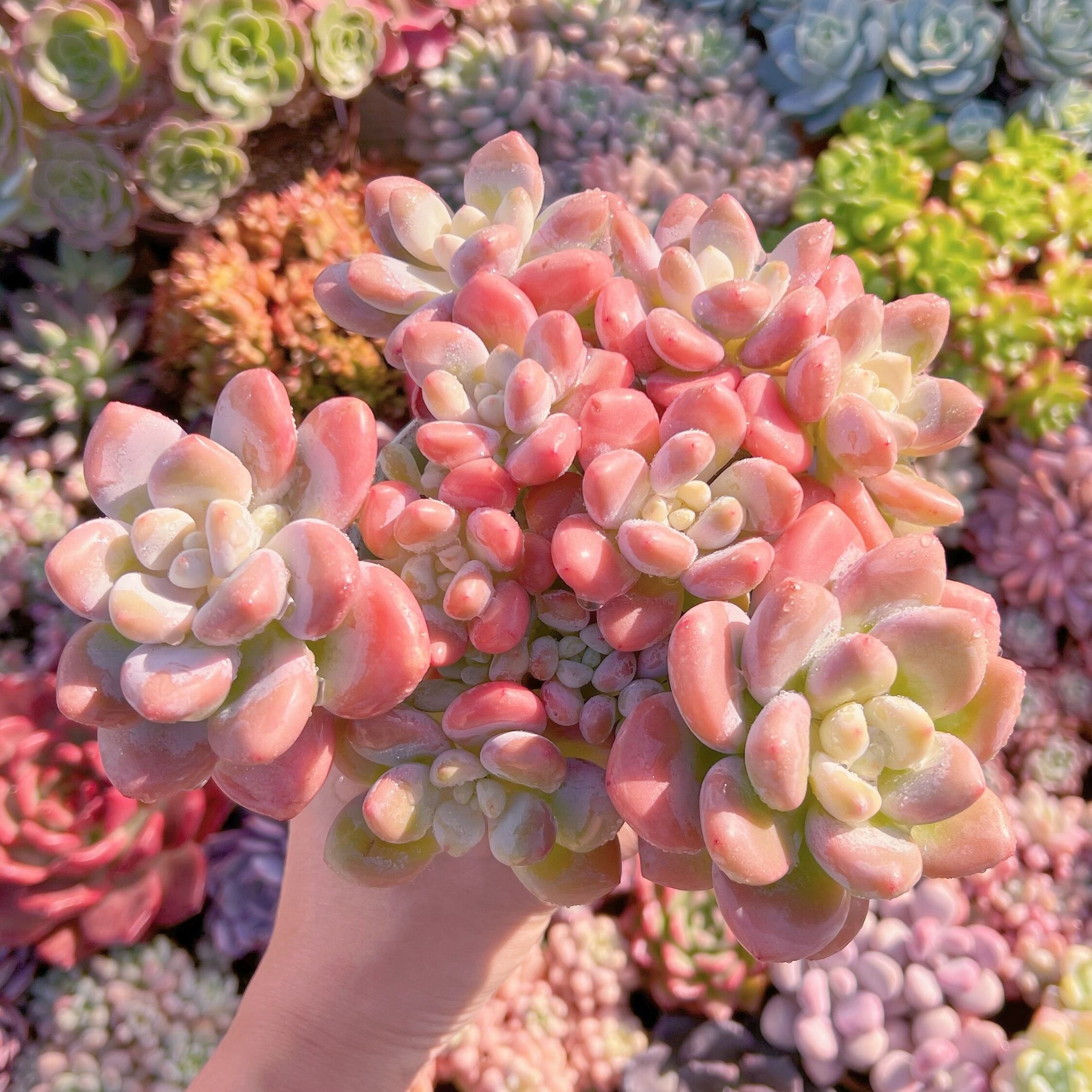 現品　マカロン#630　新入荷　レア特特大群生　るる農園