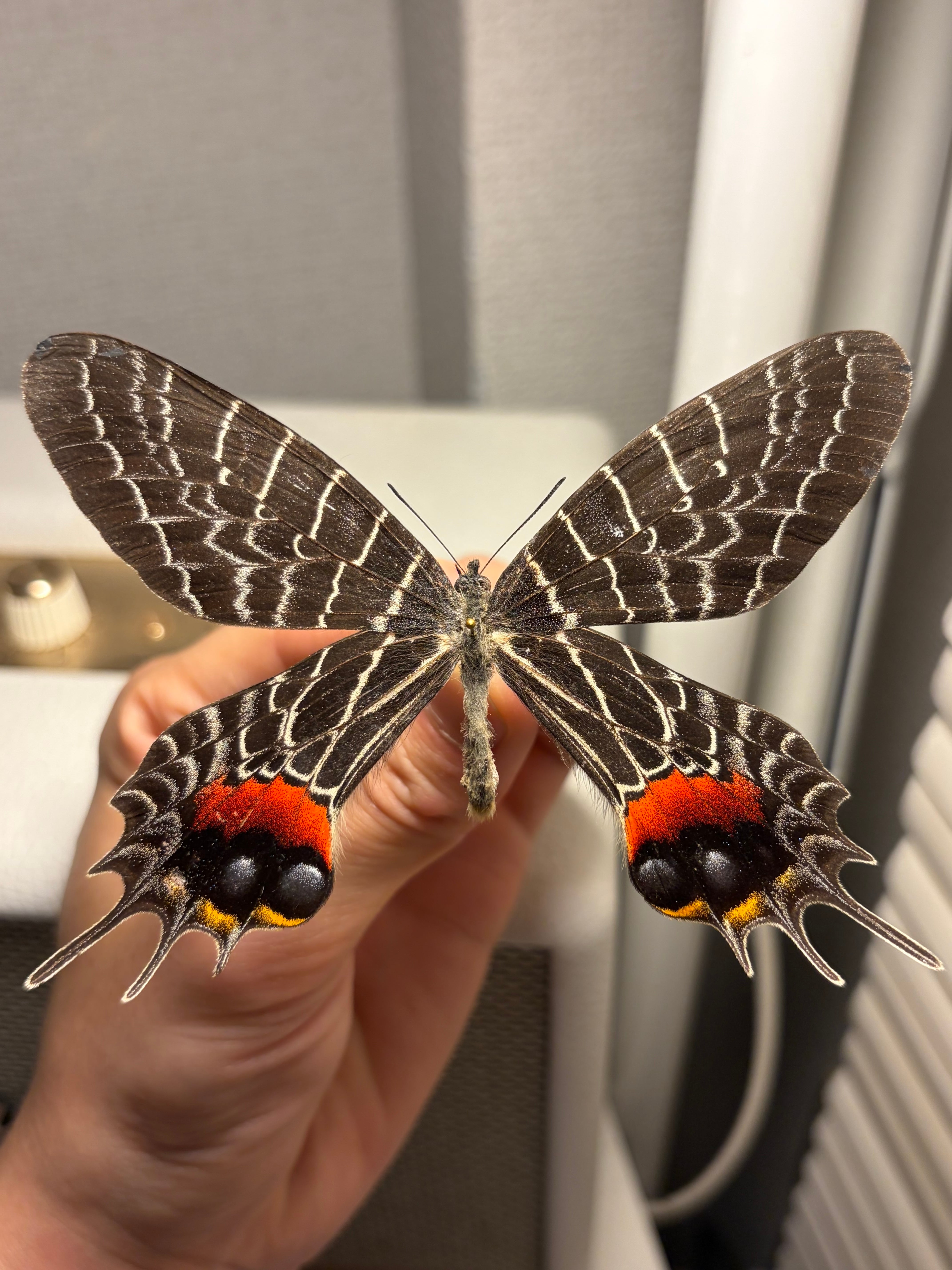 極BIG】シボリアゲハ モルフォ蝶 蛾ピカソモスモルフォチョウMorpho