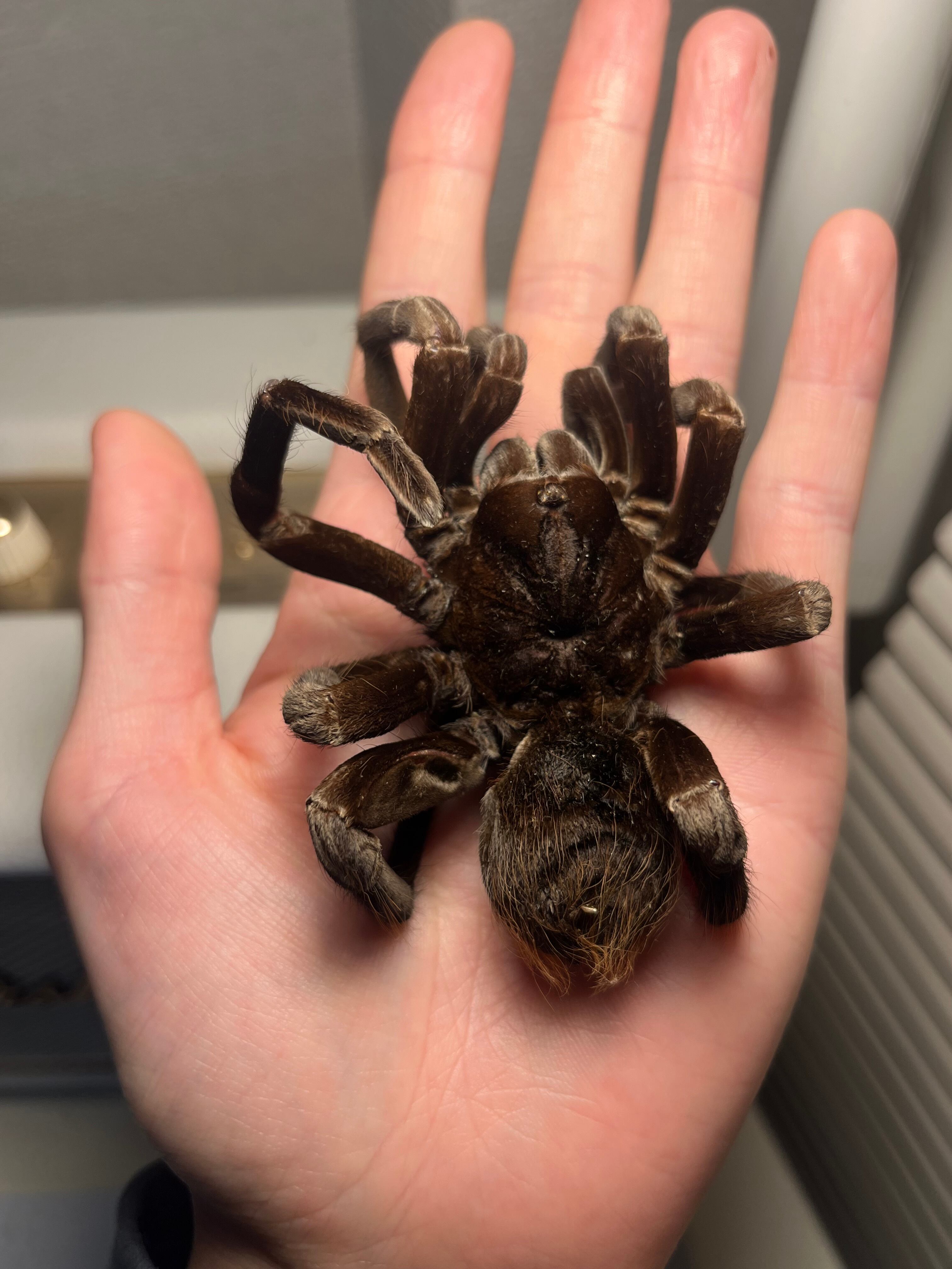 21mm】シロマダラコブゴミムシダマシ 昆虫標本 Zopherus nodulosus