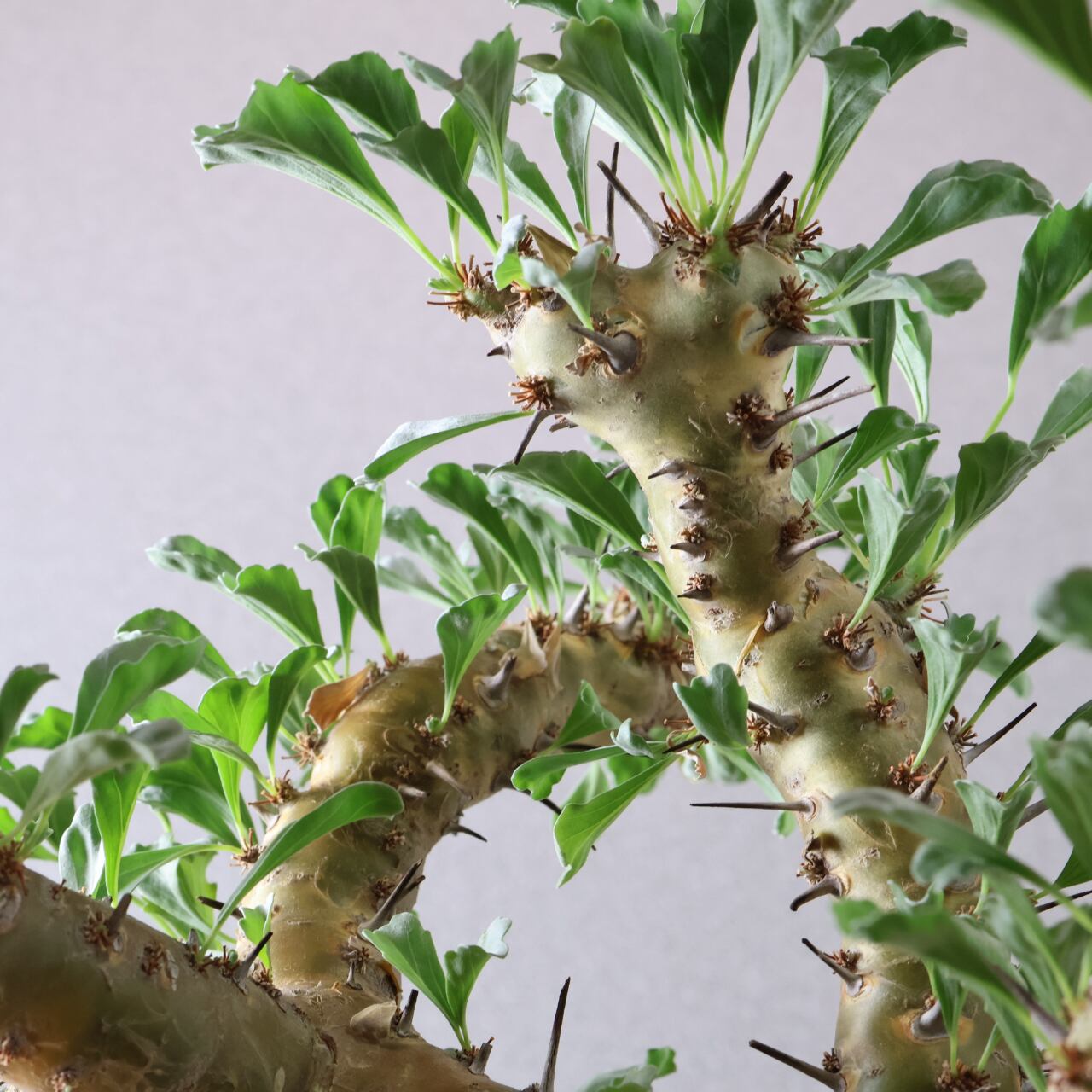 442 無骨な見た目に可憐な花『モンソニア クラシカウリス