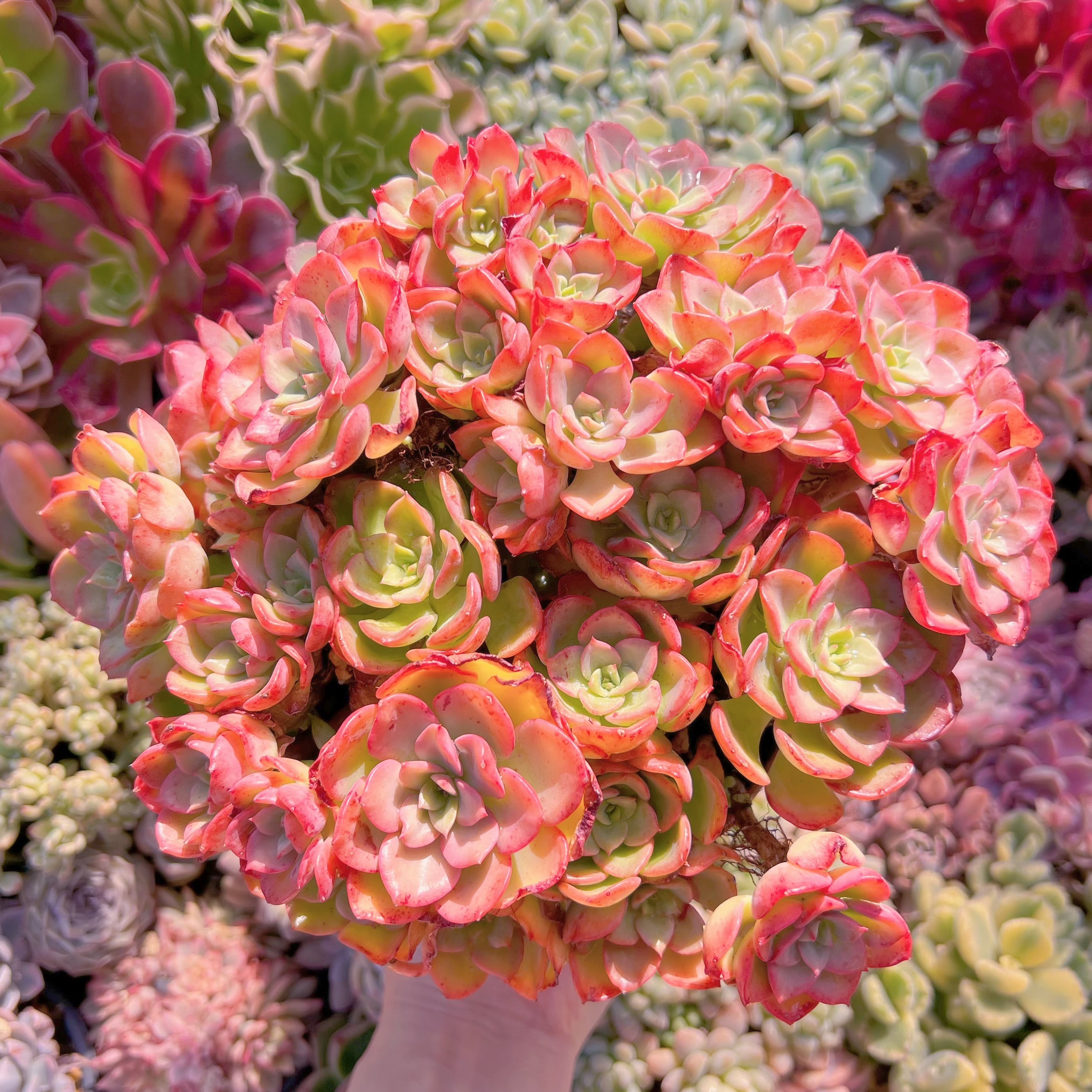 現品　ノーブル#611　特大群生　新入荷　るる農園